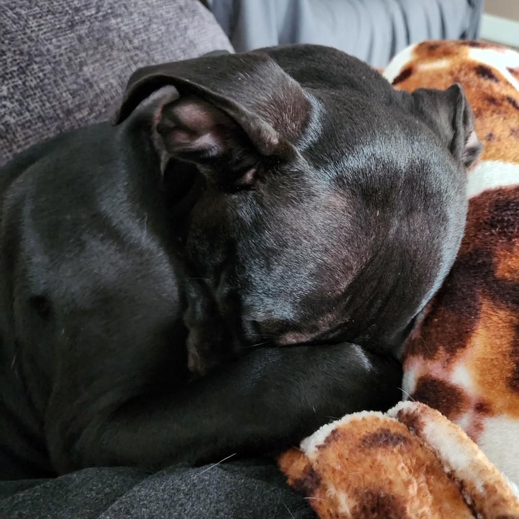 Echo, a Adoptable mixed breed in Normal, IL image 2/6