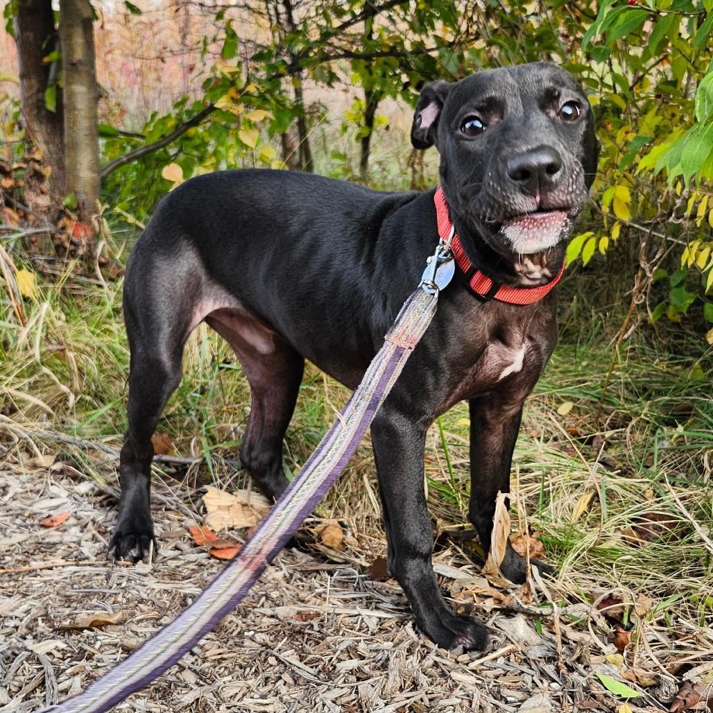 Echo, a Adoptable mixed breed in Normal, IL image 3/6