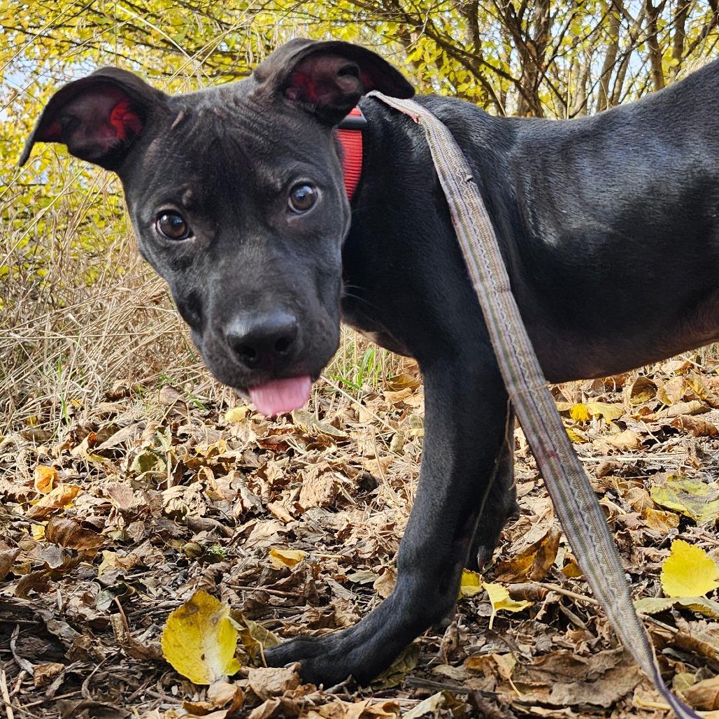 Echo, a Adoptable mixed breed in Normal, IL image 4/6
