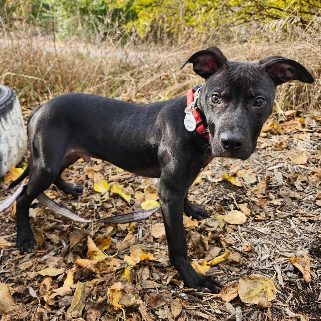 Echo, a Adoptable mixed breed in Normal, IL image 5/6