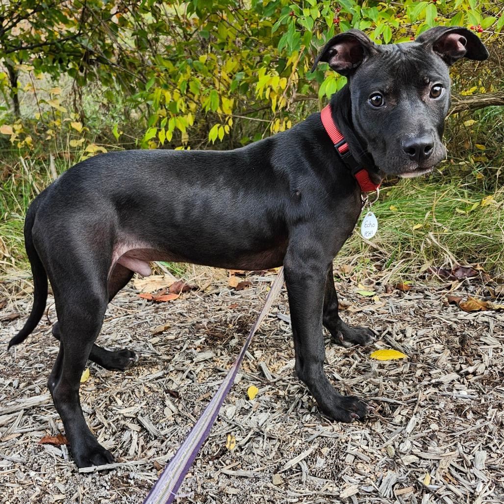 Echo, a Adoptable mixed breed in Normal, IL image 6/6