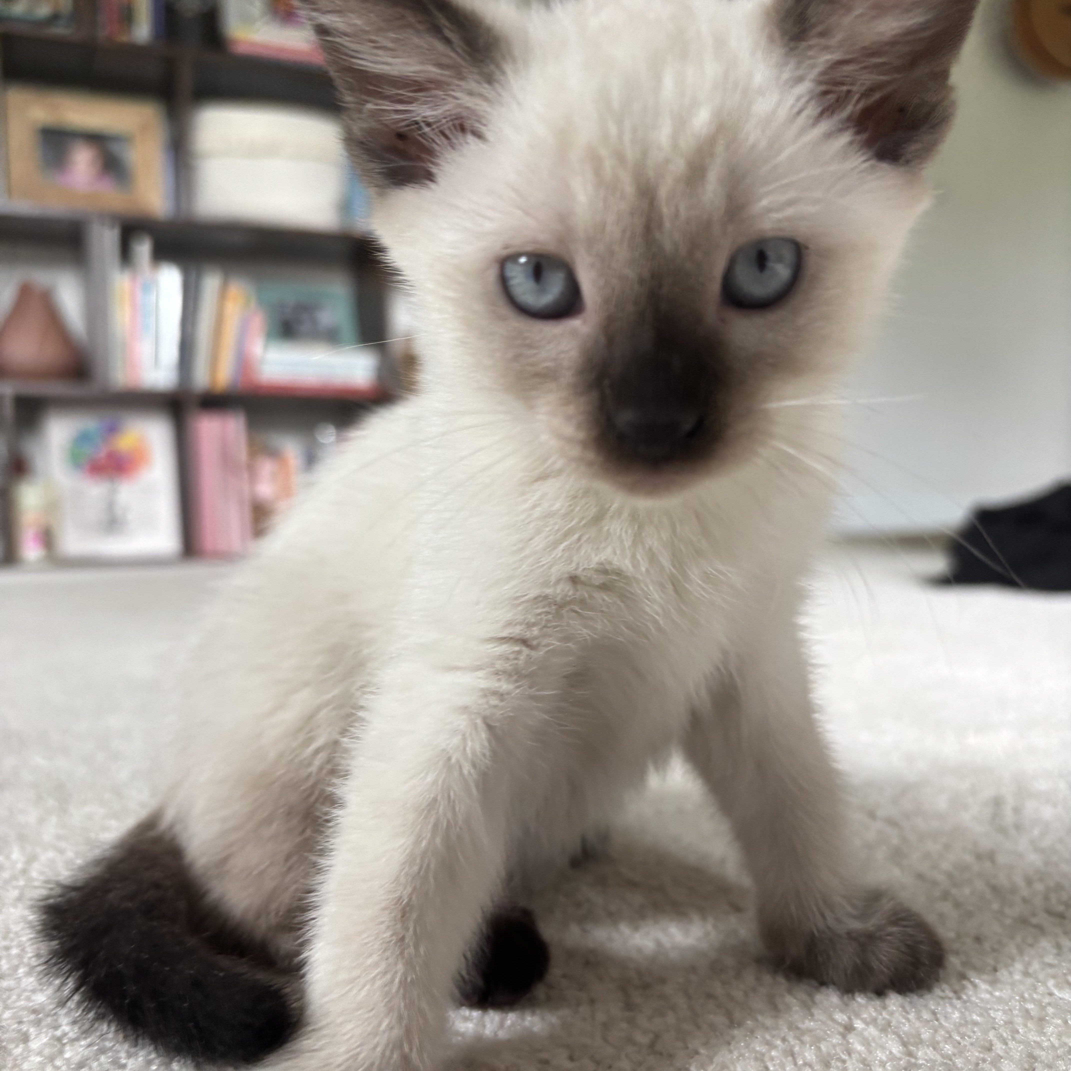 Loki - Avenger Kittens, an adopted Siamese in Wilmington, MA image 1/2
