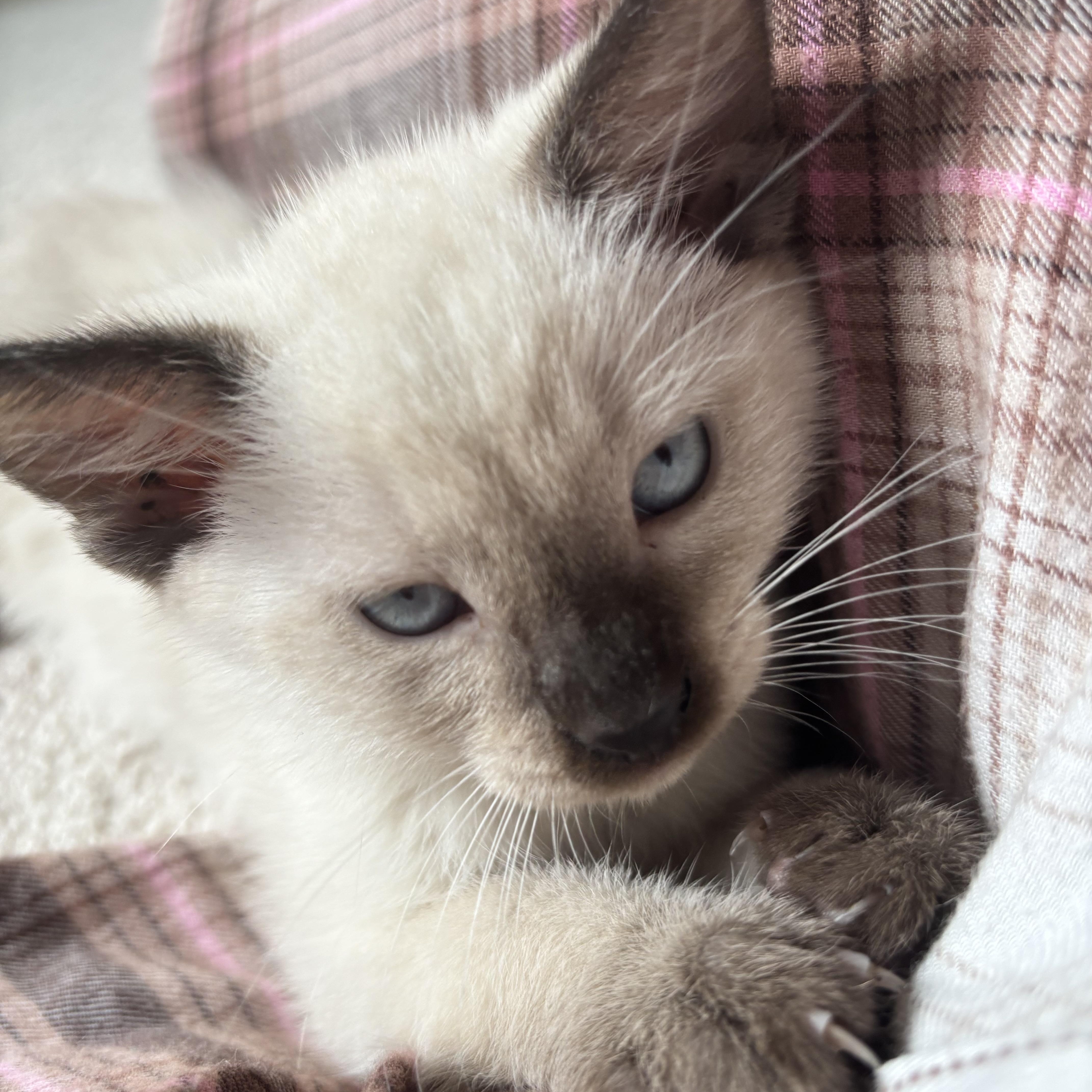 Loki - Avenger Kittens, an adopted Siamese in Wilmington, MA image 2/2