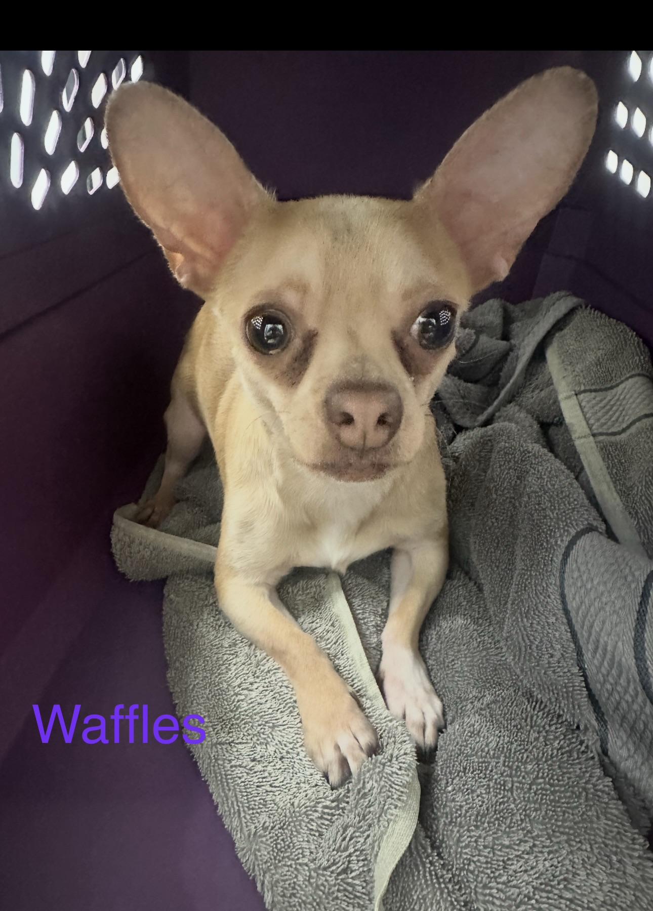 Enlarge Waffles, a ADOPTABLE Chihuahua in Las Vegas, NV image 1/1