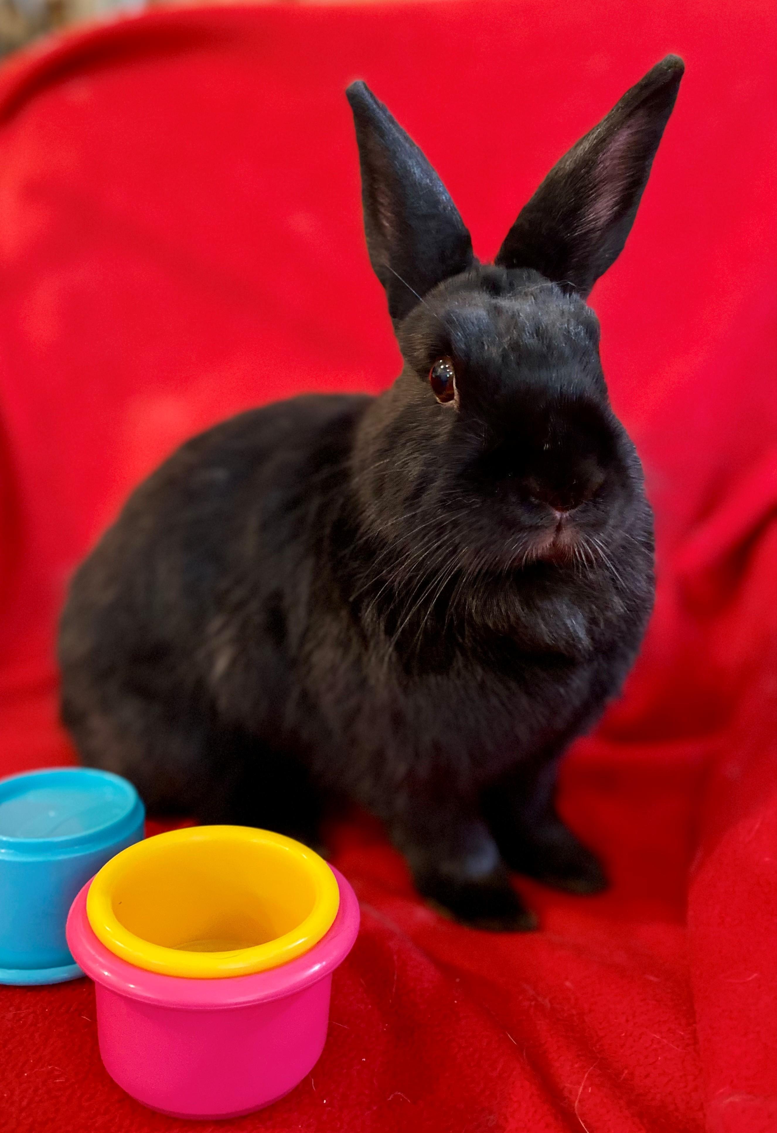 Enlarge Bunny Boop, an adoptable American in Carnation, WA image 4/4