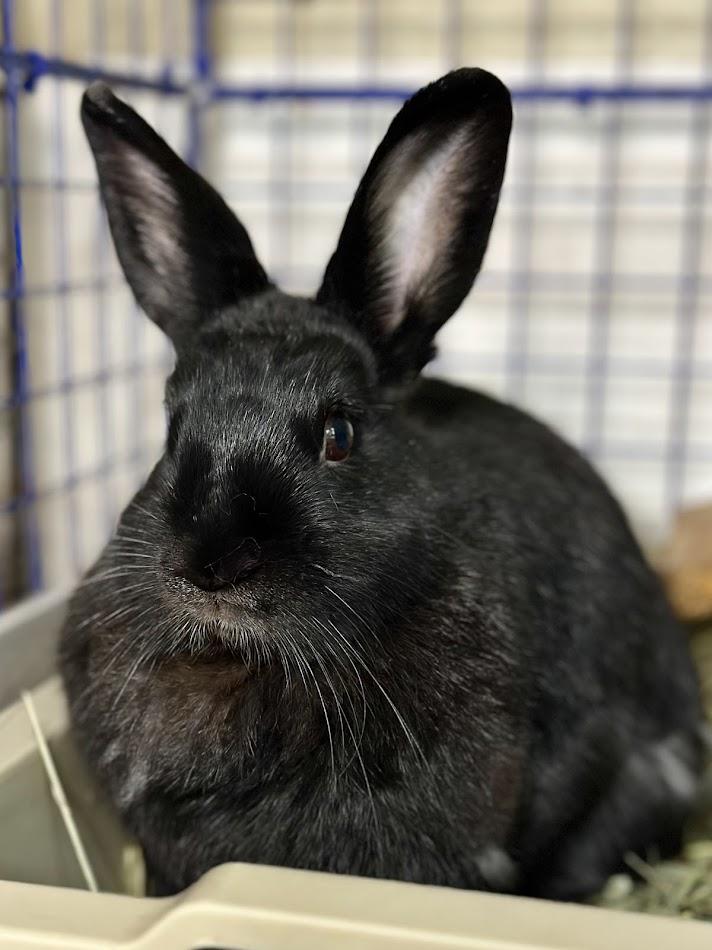 Bunny Boop, a Adoptable American in Carnation, WA image 2/4