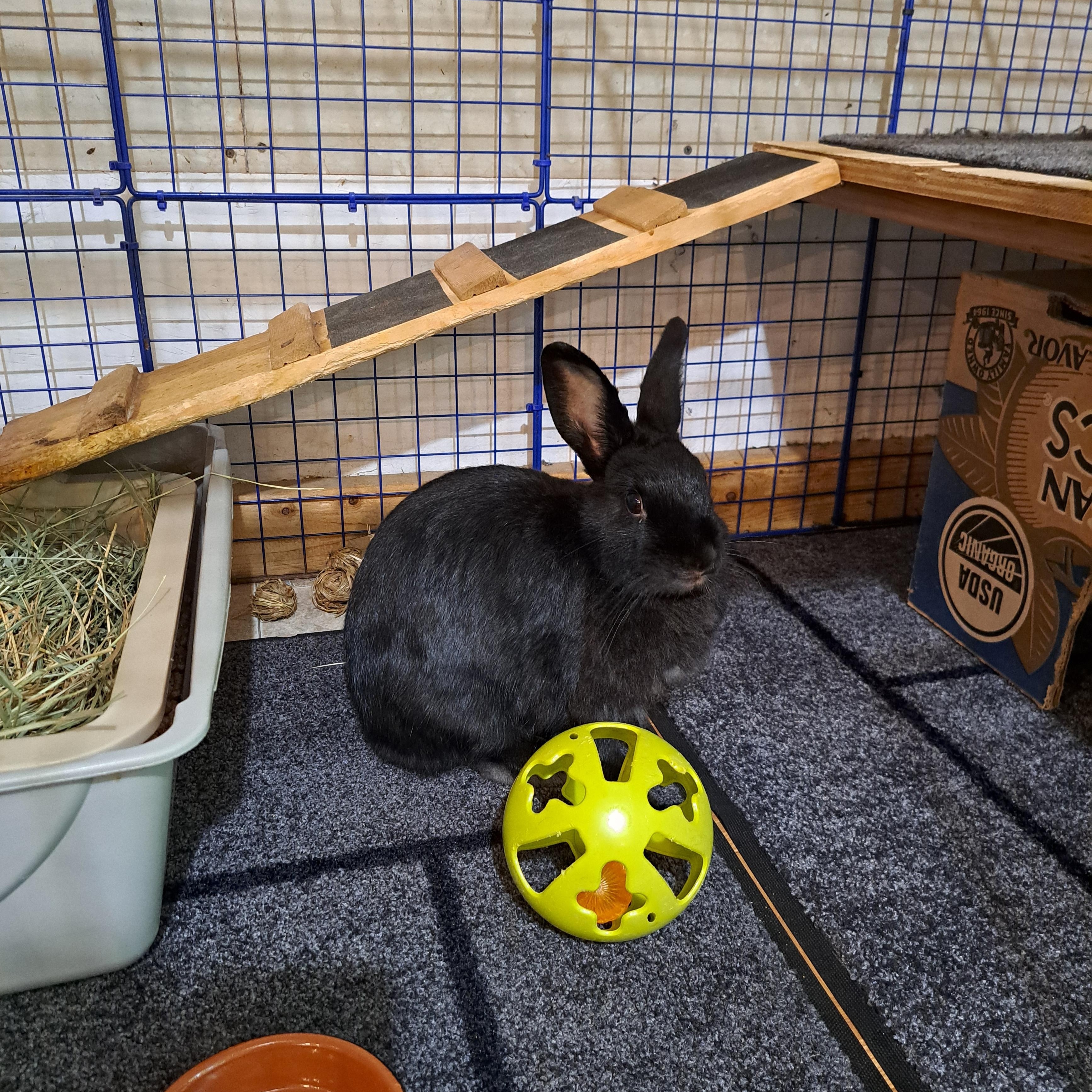 Bunny Boop American Rabbit