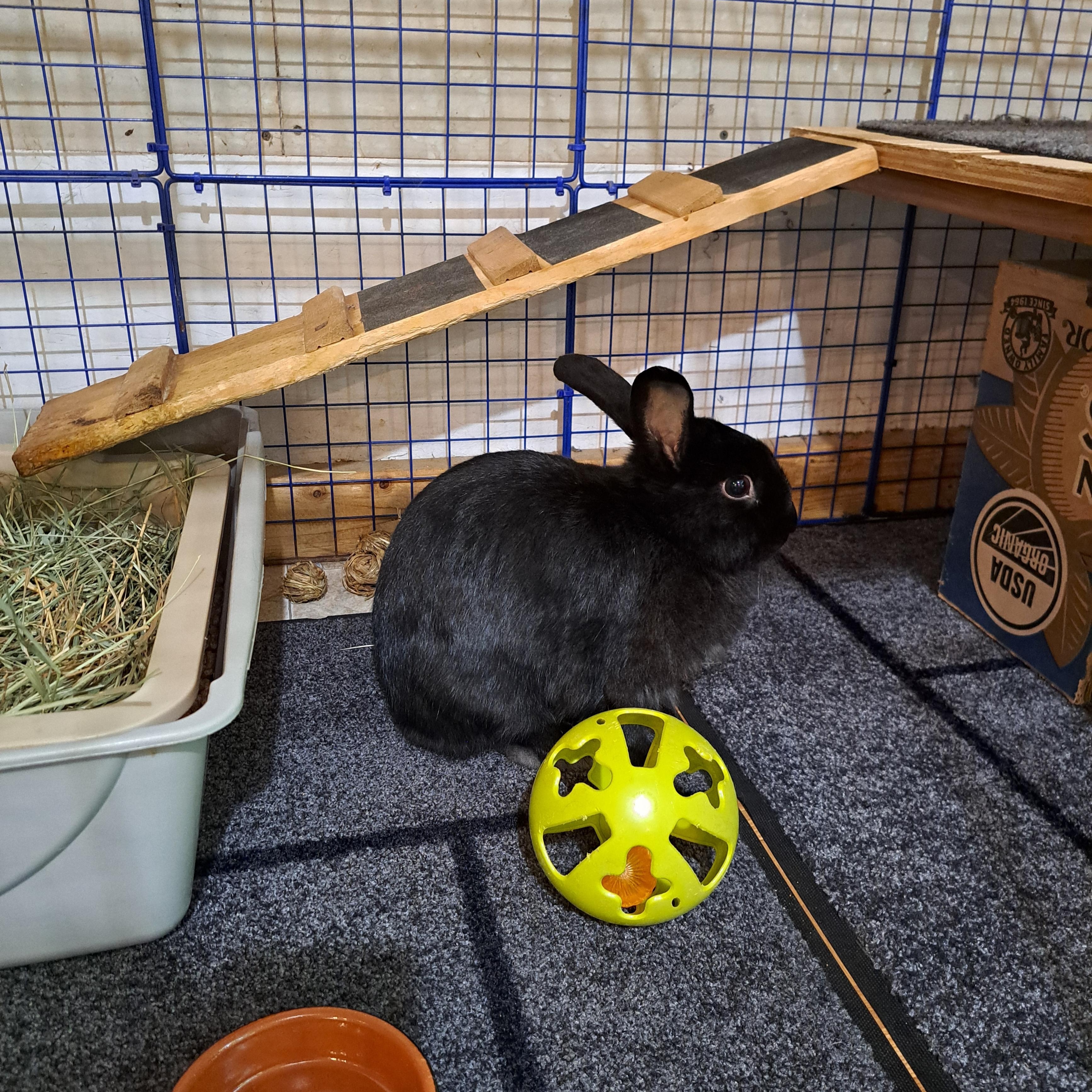 Bunny Boop, a Adoptable American in Carnation, WA image 4/4