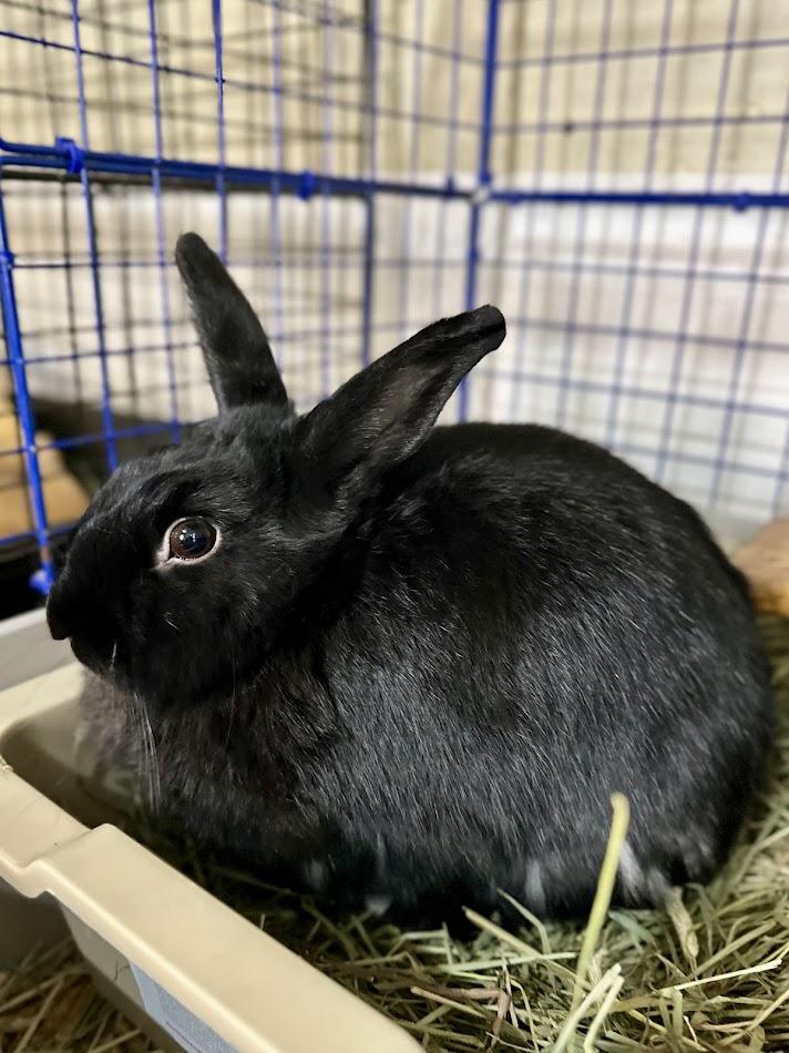 Bunny Boop, Adoptable, Adult Female American.