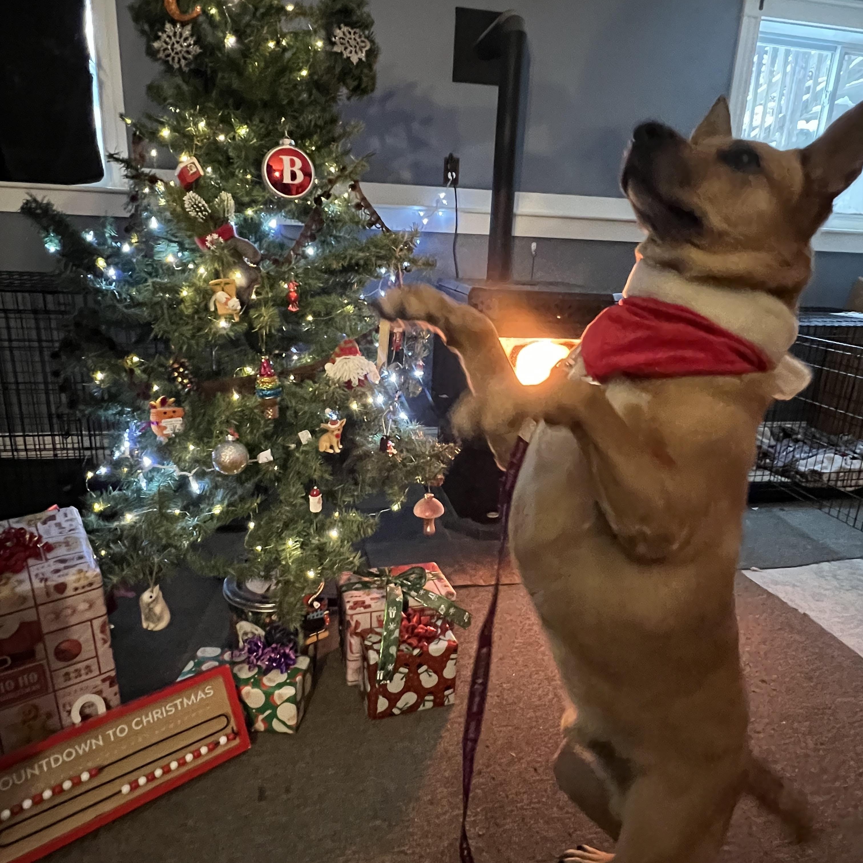 Enlarge Bear, an adoptable Mixed Breed in Bowdoin, ME image 1/6