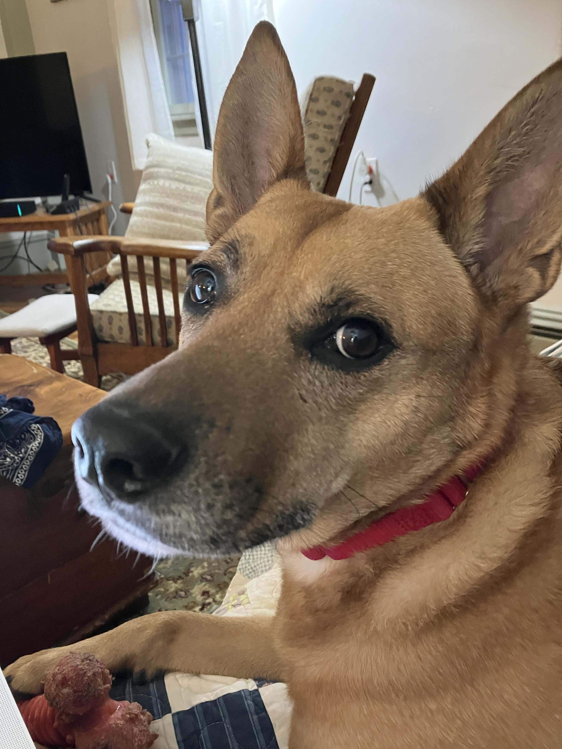 Bear, an adoptable Mixed Breed in Bowdoin, ME image 1/6