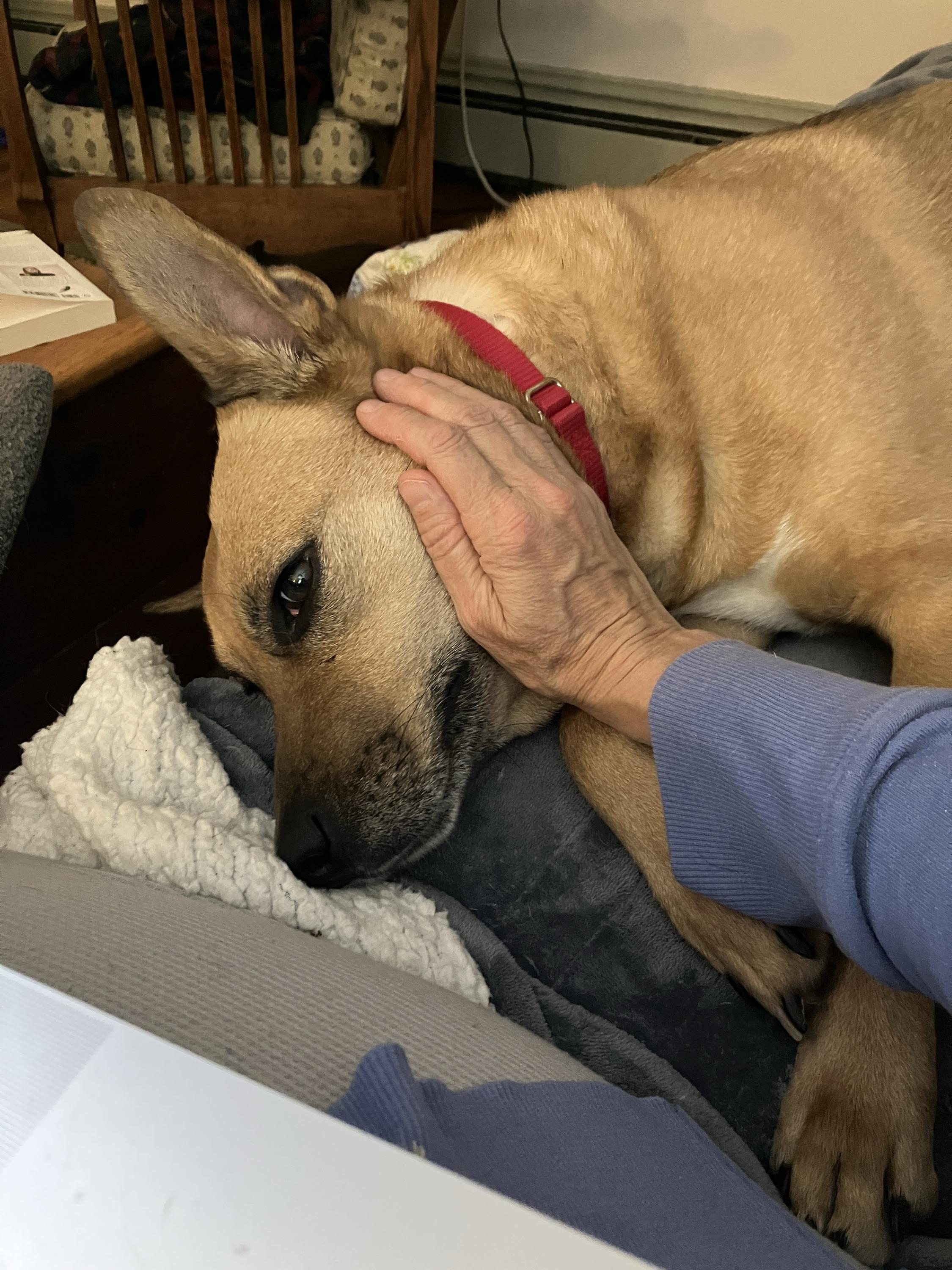 Bear, an adoptable Mixed Breed in Bowdoin, ME image 6/6