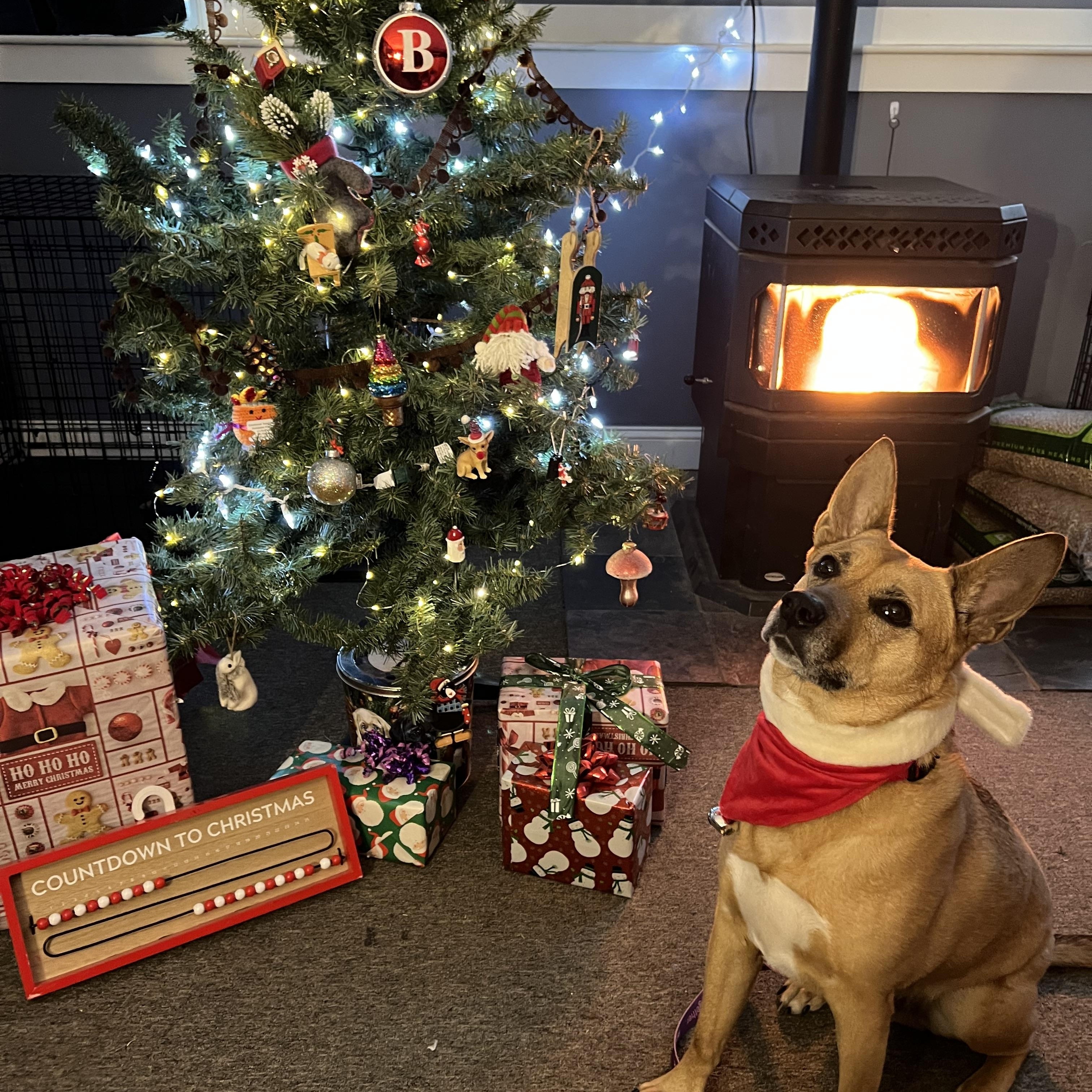 Enlarge Bear, an adoptable Mixed Breed in Bowdoin, ME image 2/6