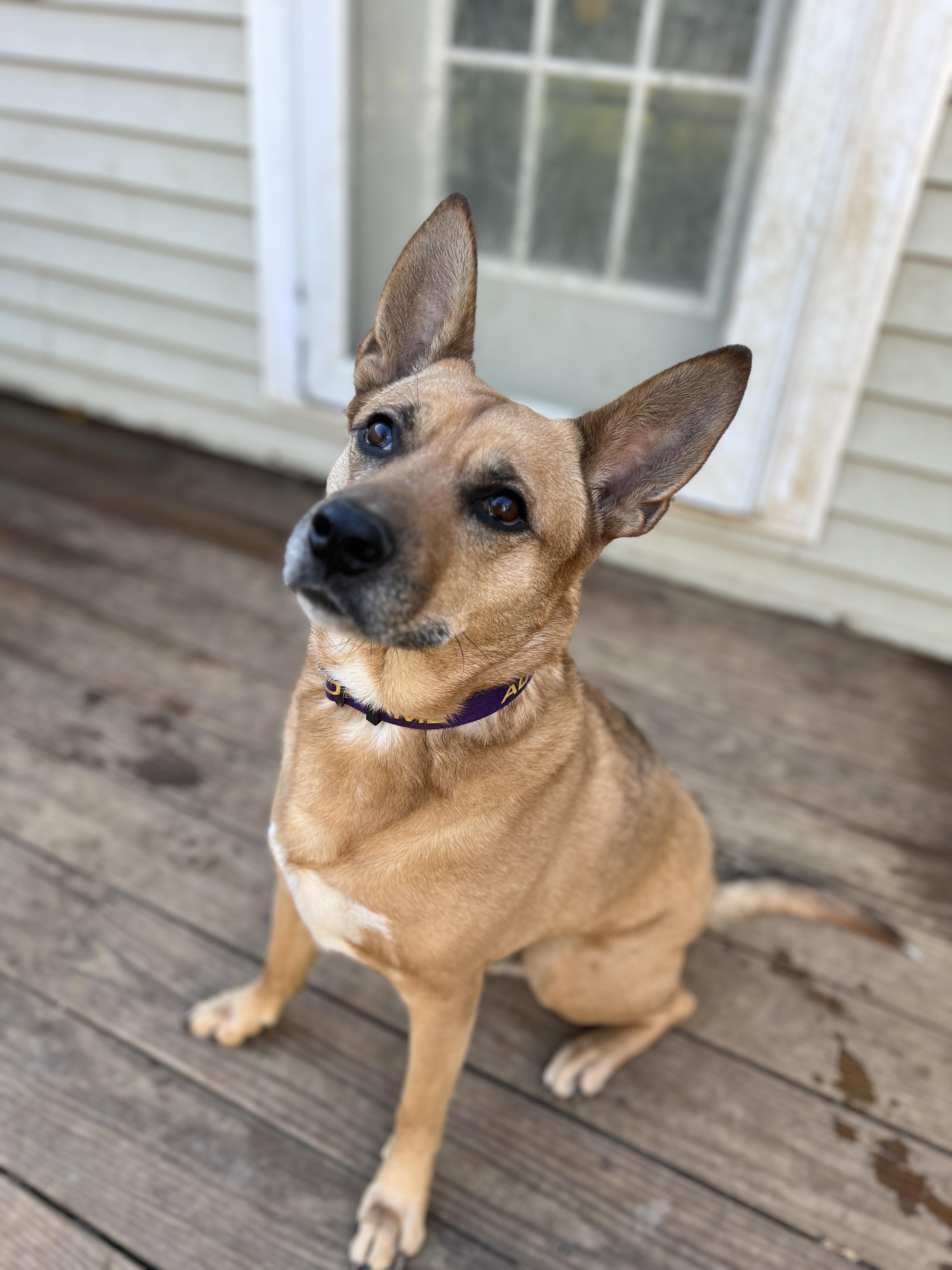 Enlarge Bear, an adoptable Mixed Breed in Bowdoin, ME image 3/6