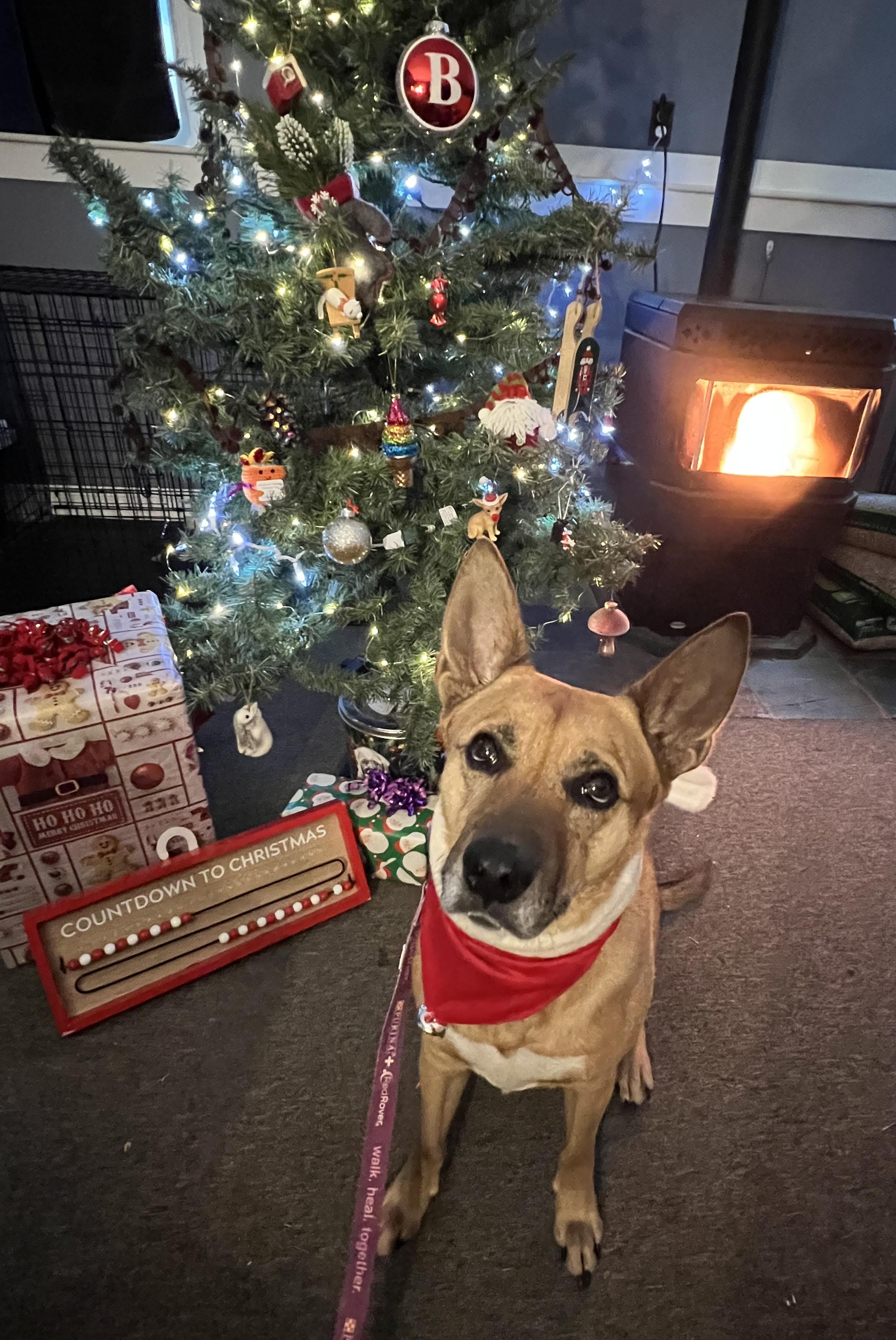 Enlarge Bear, an adoptable Mixed Breed in Bowdoin, ME image 4/6