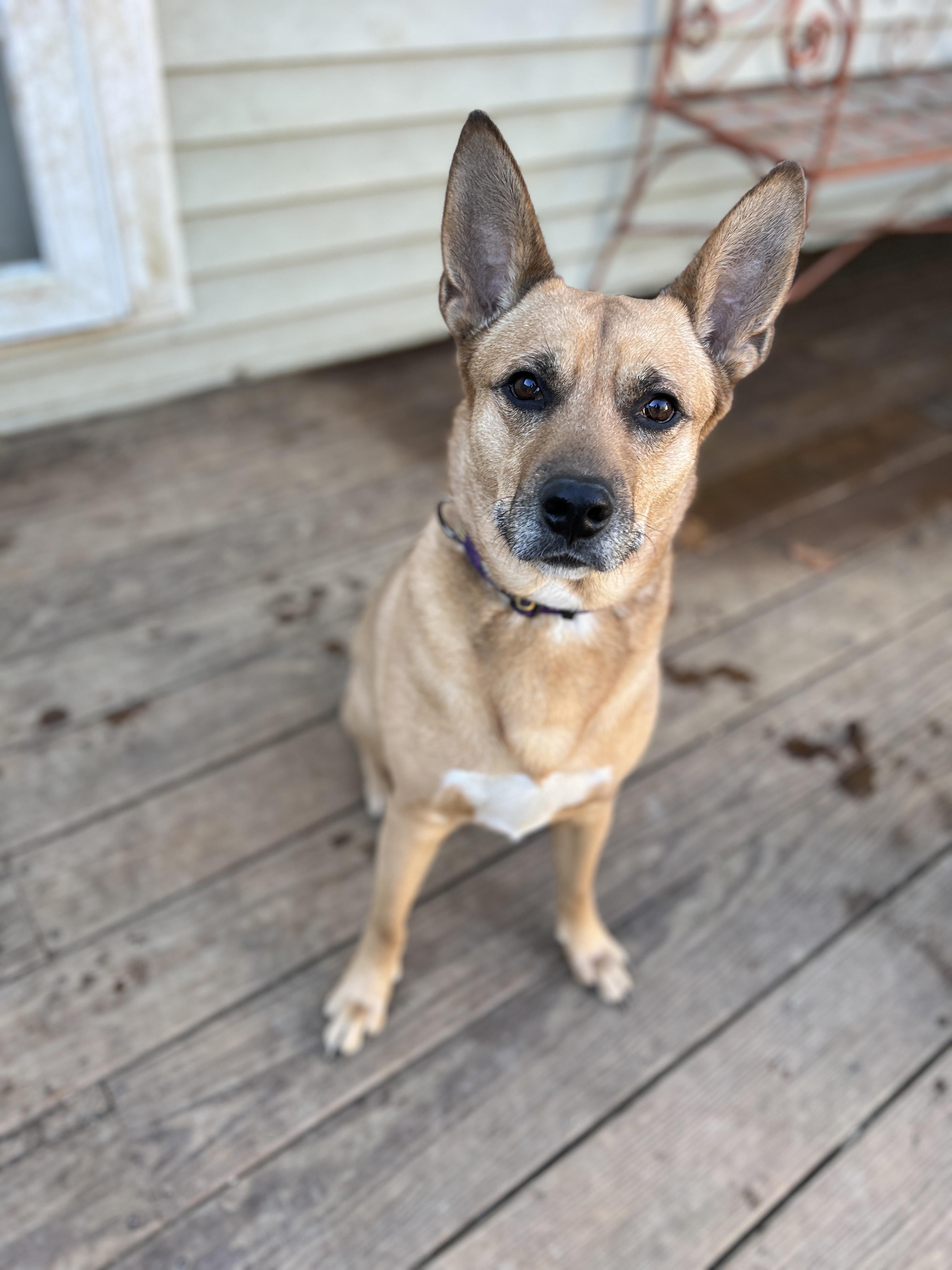 Enlarge Bear, an adoptable Mixed Breed in Bowdoin, ME image 6/6