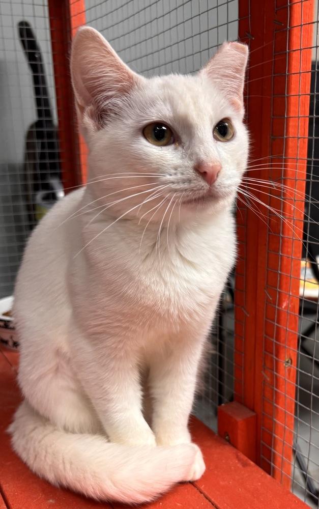 Charmin, Adoptable, Kitten Female Domestic Short Hair.
