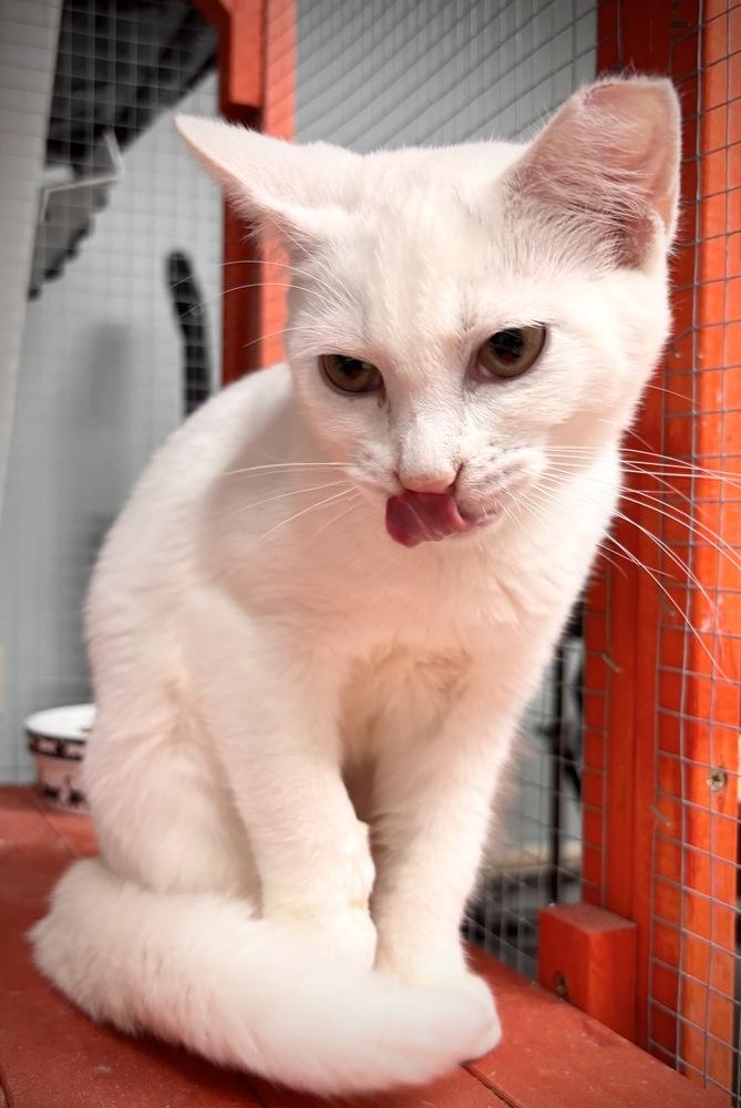 Enlarge Charmin, a Adoptable Domestic Short Hair in Omaha, NE image 2/3
