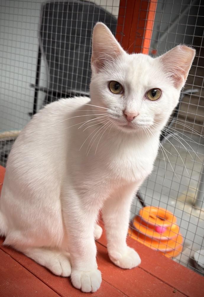 Enlarge Charmin, a Adoptable Domestic Short Hair in Omaha, NE image 3/3