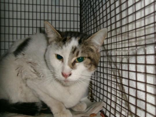 Enlarge STORM, a Adoptable Domestic Short Hair in Van Nuys, CA image 1/1