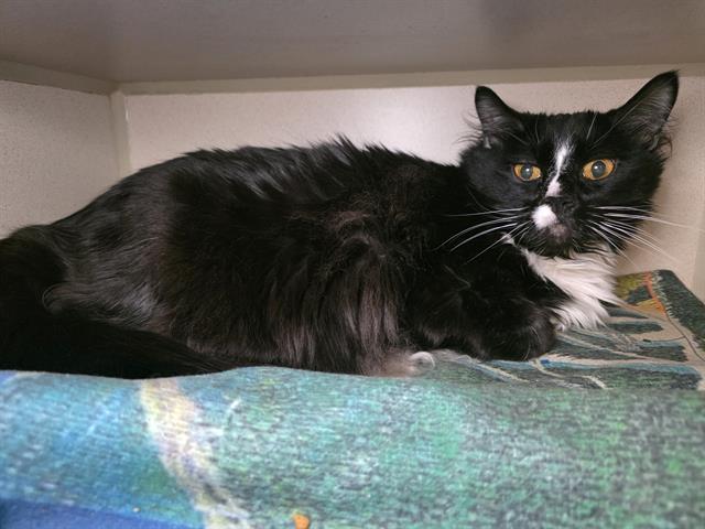 Enlarge FURBY, a Adoptable Domestic Long Hair in Denver, CO image 1/1