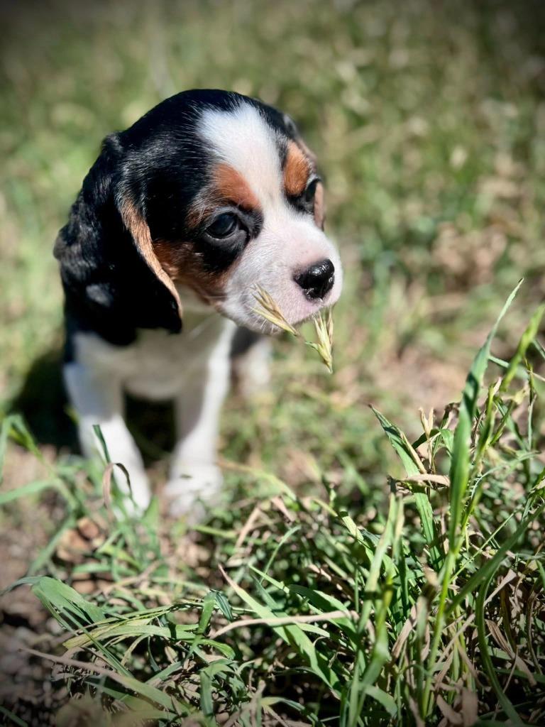 Enlarge Fizz, a Adoptable mixed breed in Austin, TX image 1/5
