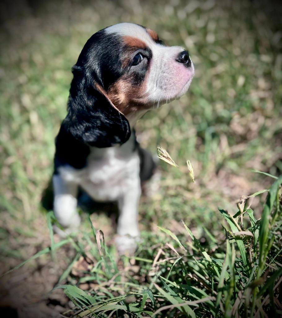 Enlarge Fizz, a Adoptable mixed breed in Austin, TX image 3/5