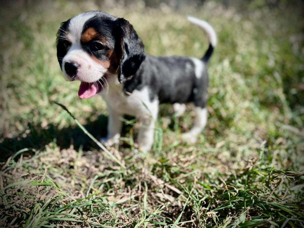 Enlarge Fizz, a Adoptable mixed breed in Austin, TX image 4/5