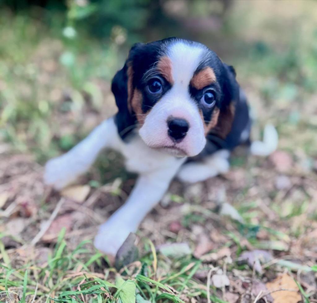 Enlarge Fizz, a Adoptable mixed breed in Austin, TX image 5/5