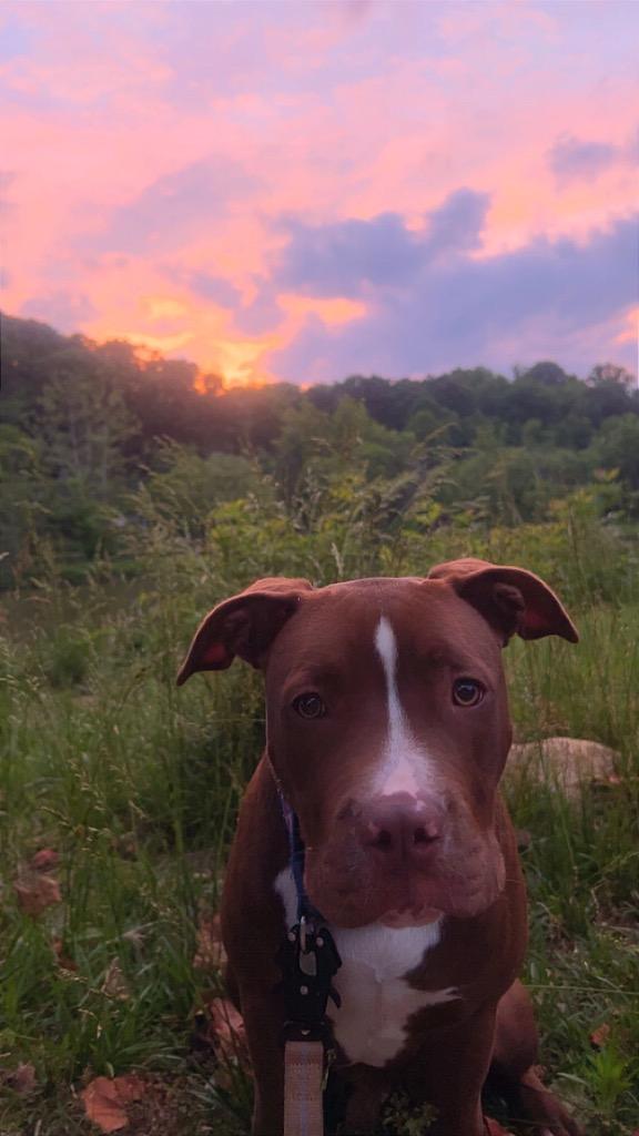 Enlarge Hank, a Adoptable mixed breed in Burnsville, NC image 2/3