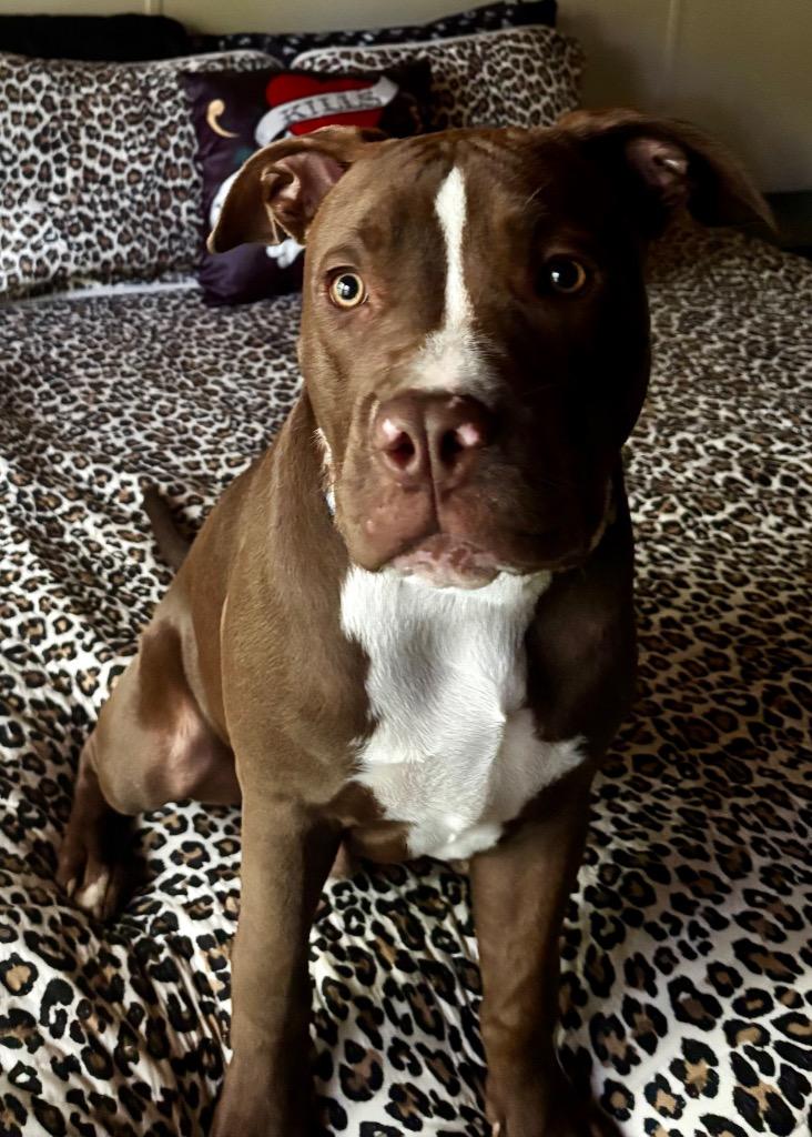 Enlarge Hank, a Adoptable mixed breed in Burnsville, NC image 3/3