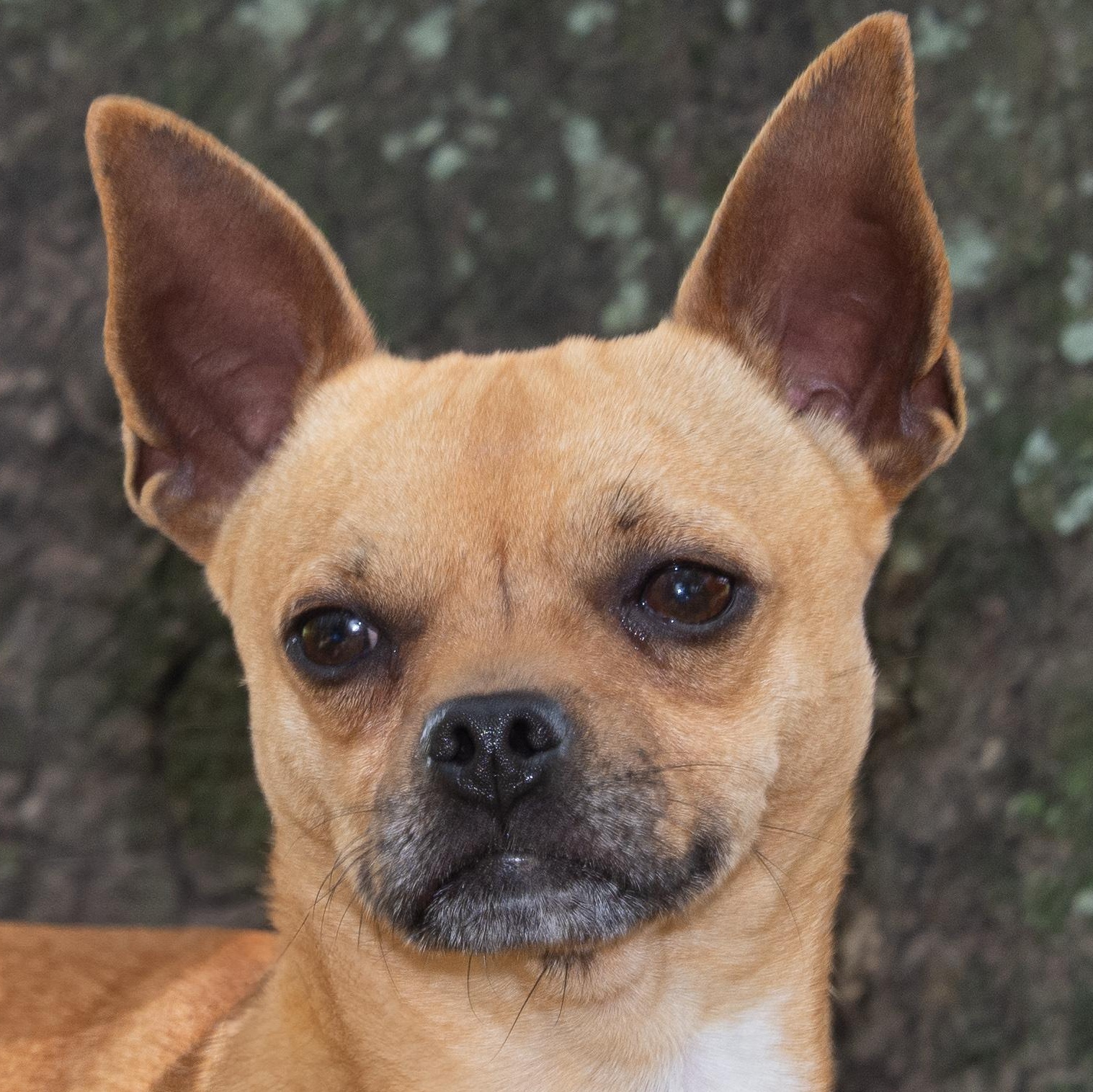 Thunder, Adult Male Chihuahua