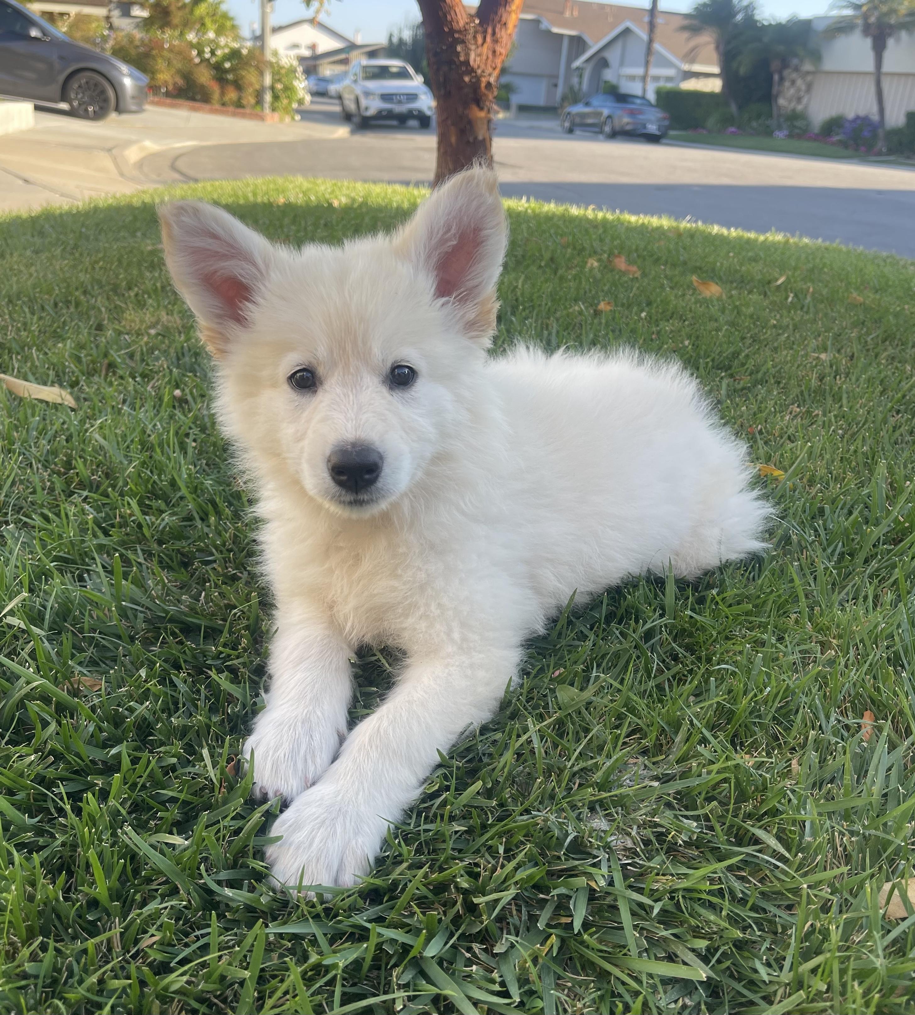 Cheesecake American Eskimo Dog Dog