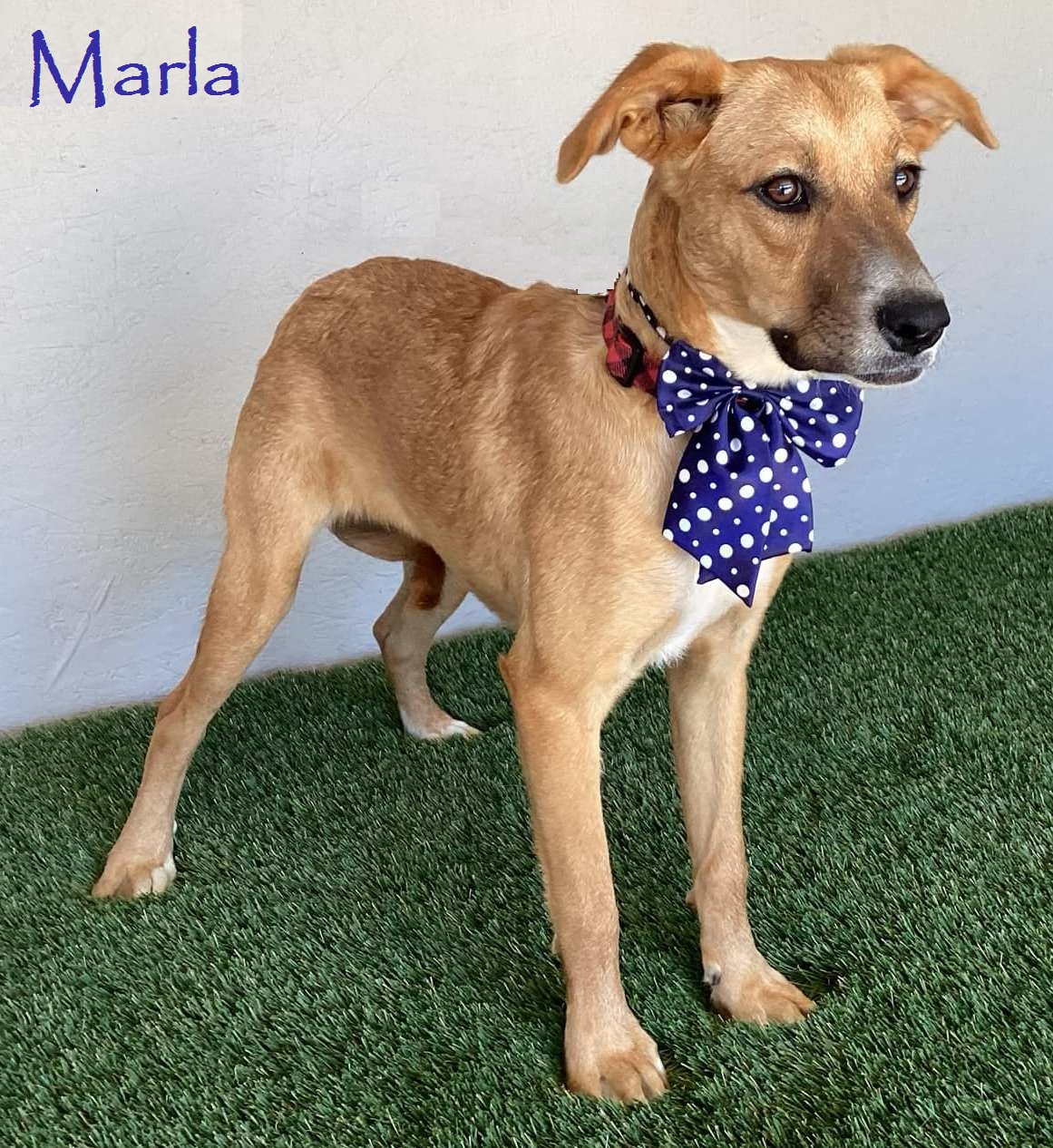 Enlarge Marla, a Adoptable mixed breed in San Diego, CA image 1/4