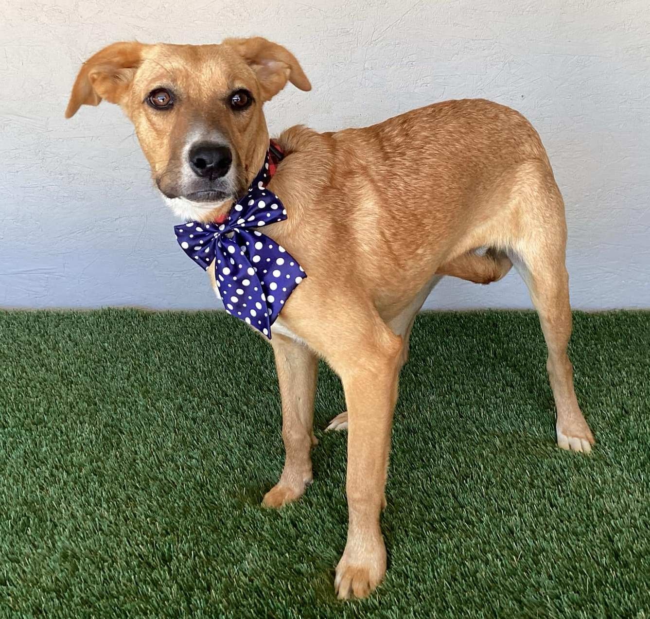 Enlarge Marla, a Adoptable mixed breed in San Diego, CA image 2/4