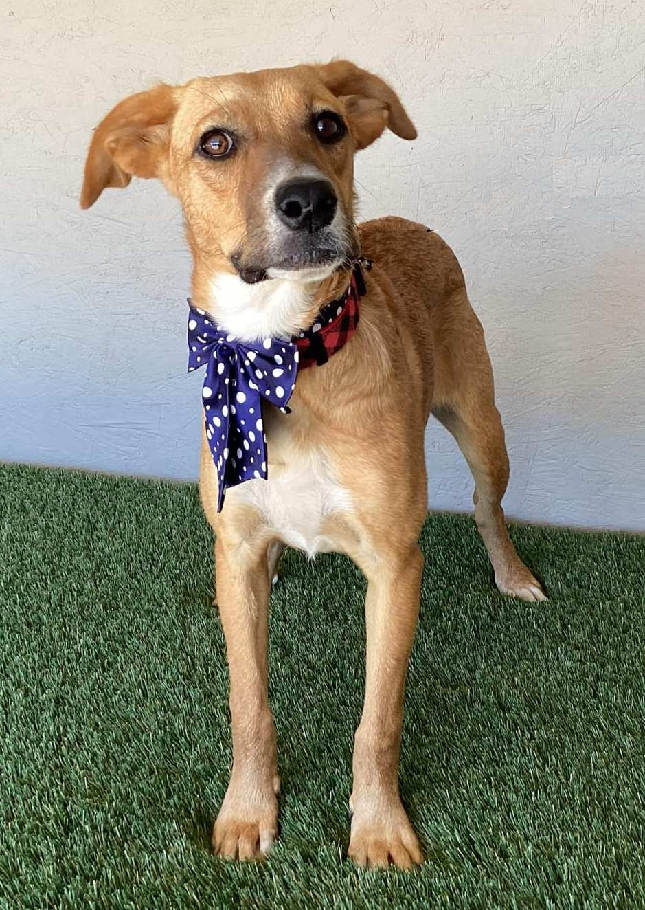 Enlarge Marla, a Adoptable mixed breed in San Diego, CA image 3/4