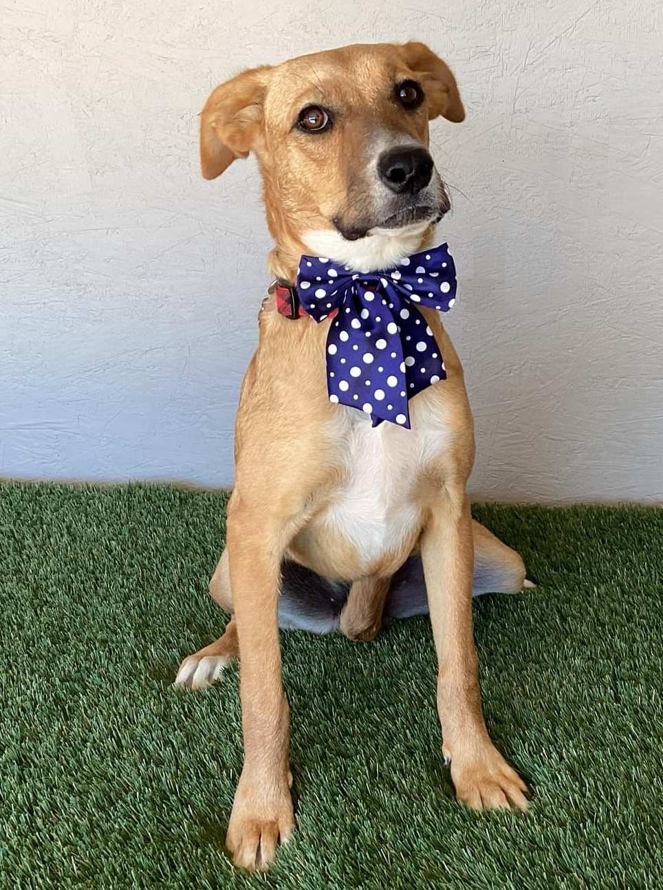 Enlarge Marla, a Adoptable mixed breed in San Diego, CA image 4/4