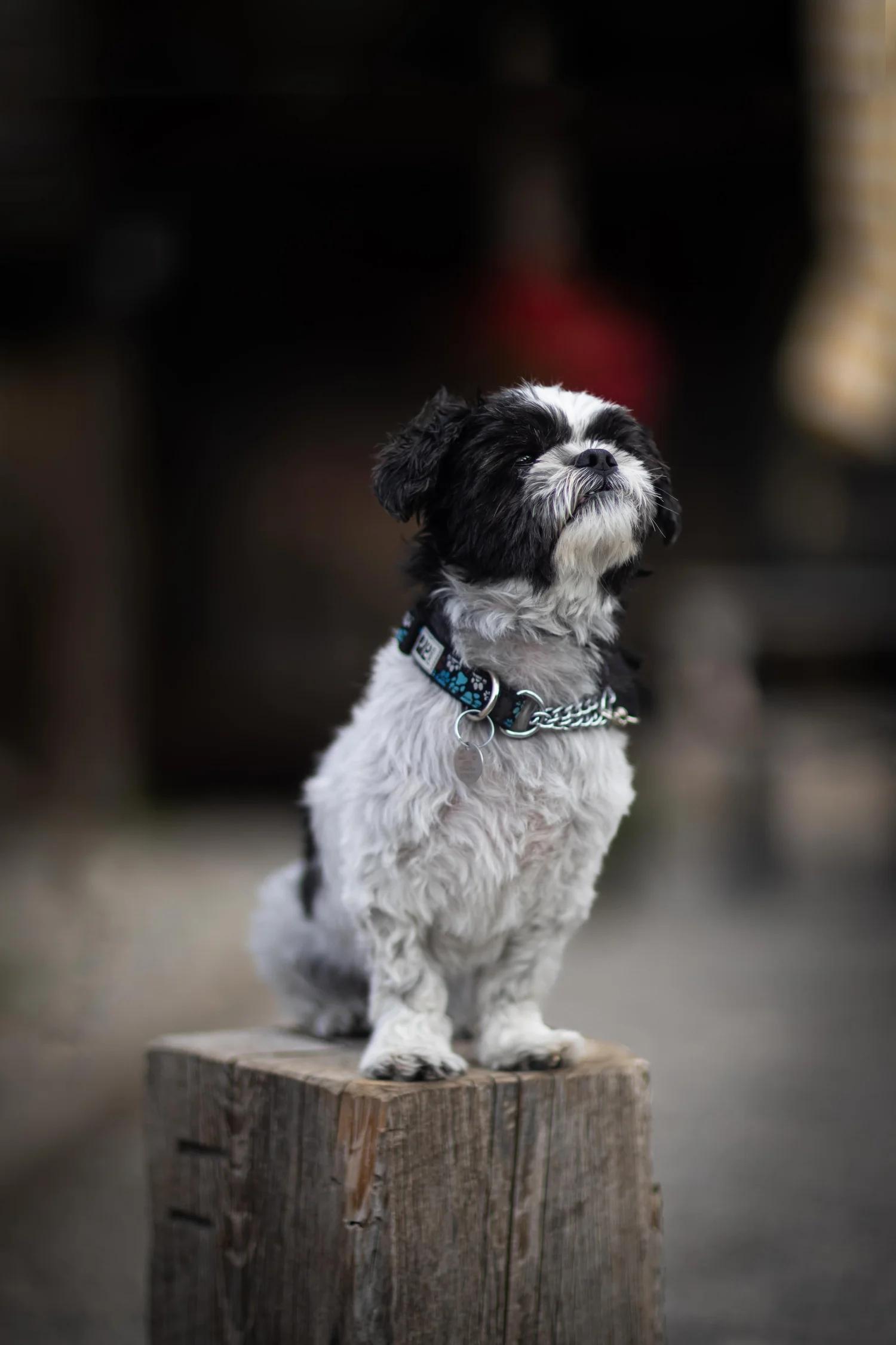 Enlarge ROCKY, a Adopted Mixed Breed in North York, ON image 6/6