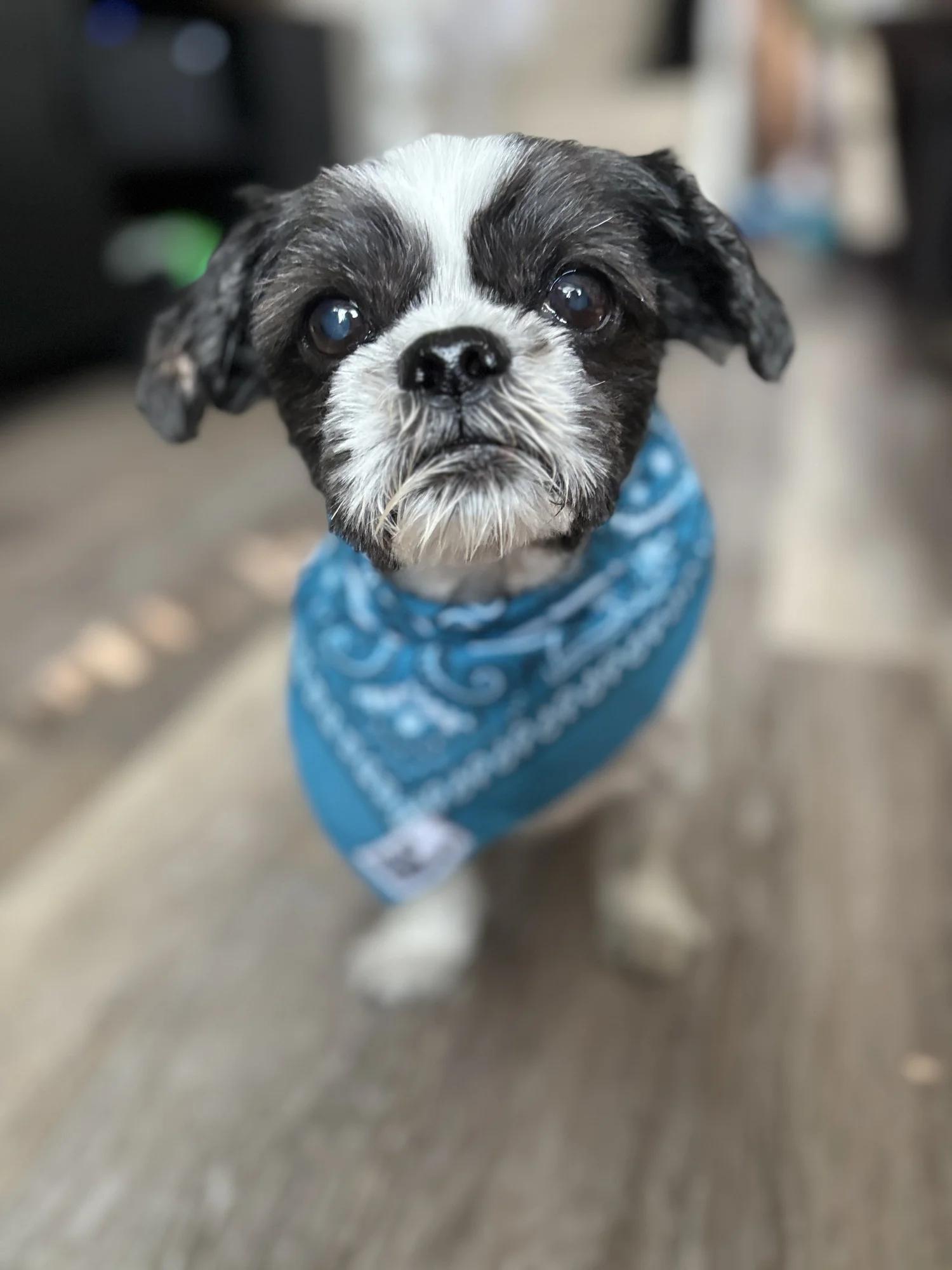 Enlarge ROCKY, a Adopted Mixed Breed in North York, ON image 5/6