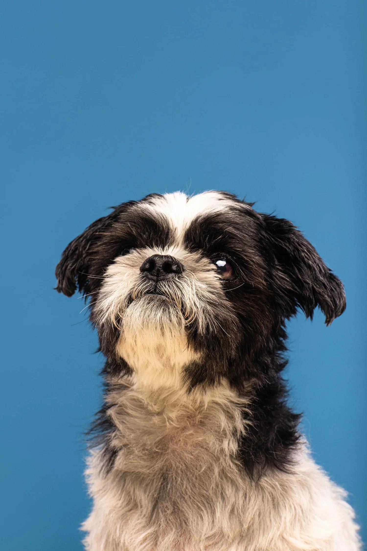 ROCKY, Adopted, Senior Male Mixed Breed.