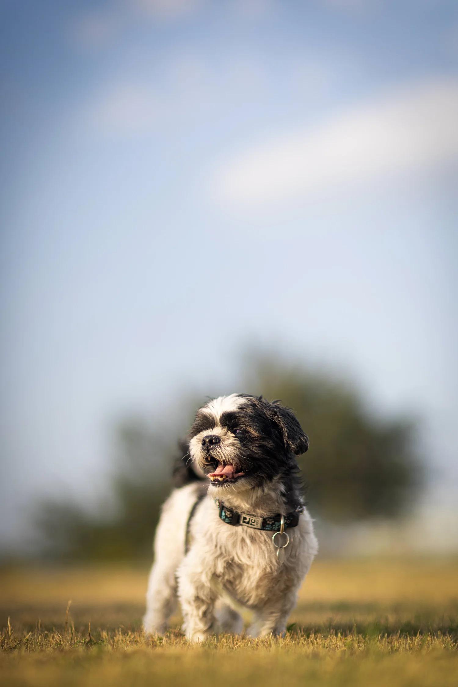 Enlarge ROCKY, a Adopted Mixed Breed in North York, ON image 2/6