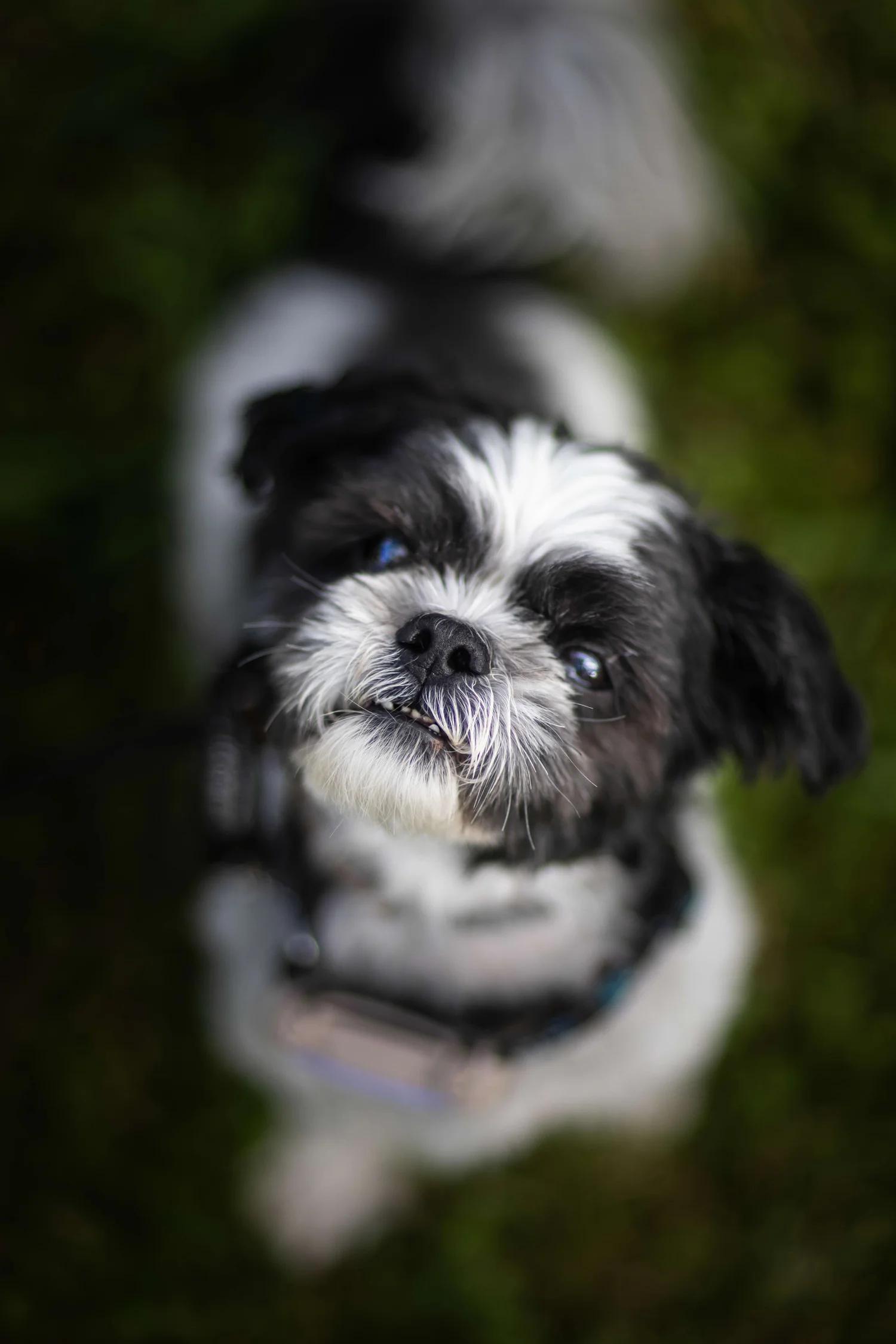 Enlarge ROCKY, a Adopted Mixed Breed in North York, ON image 3/6