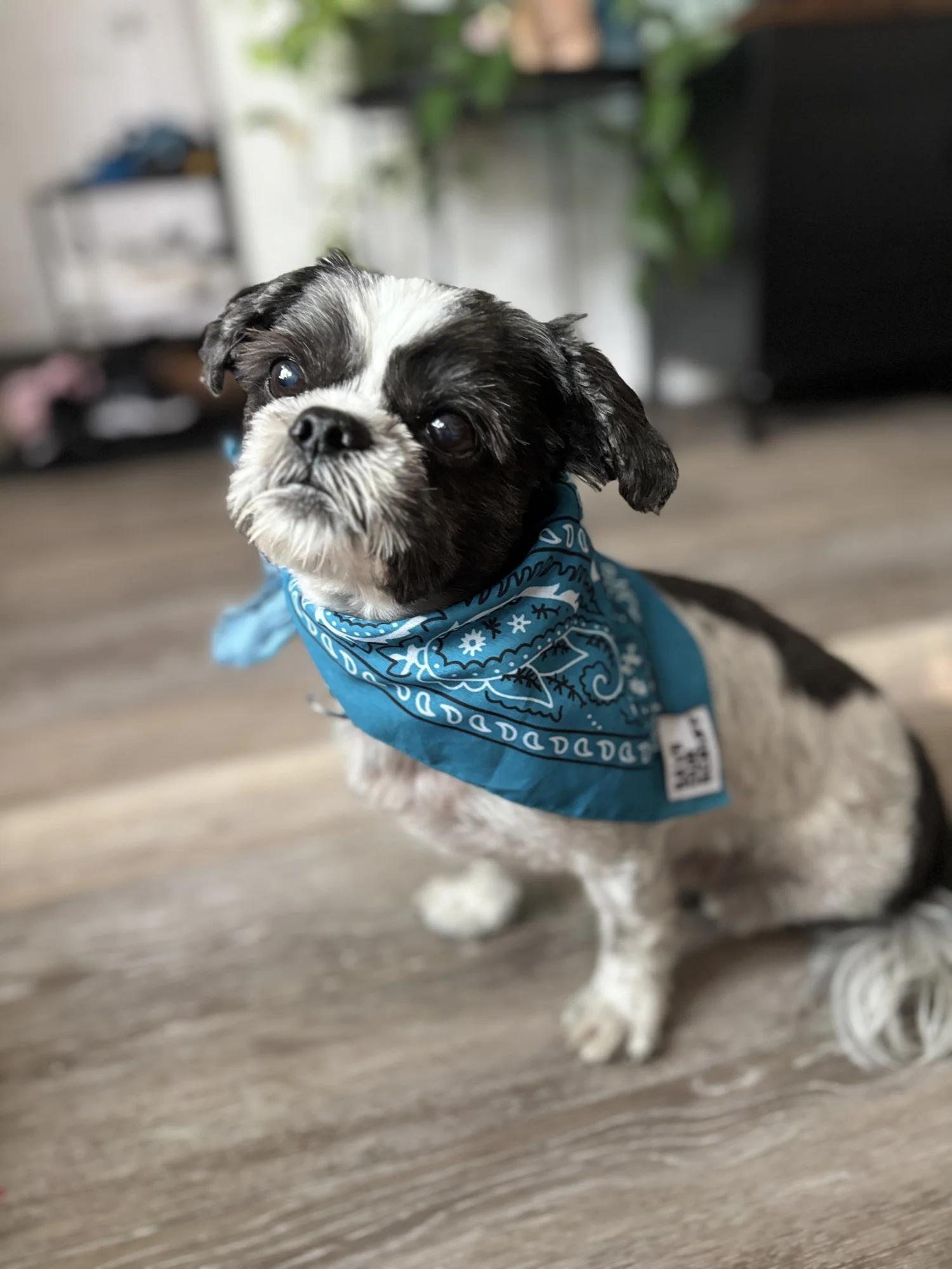 Enlarge ROCKY, a Adopted Mixed Breed in North York, ON image 4/6