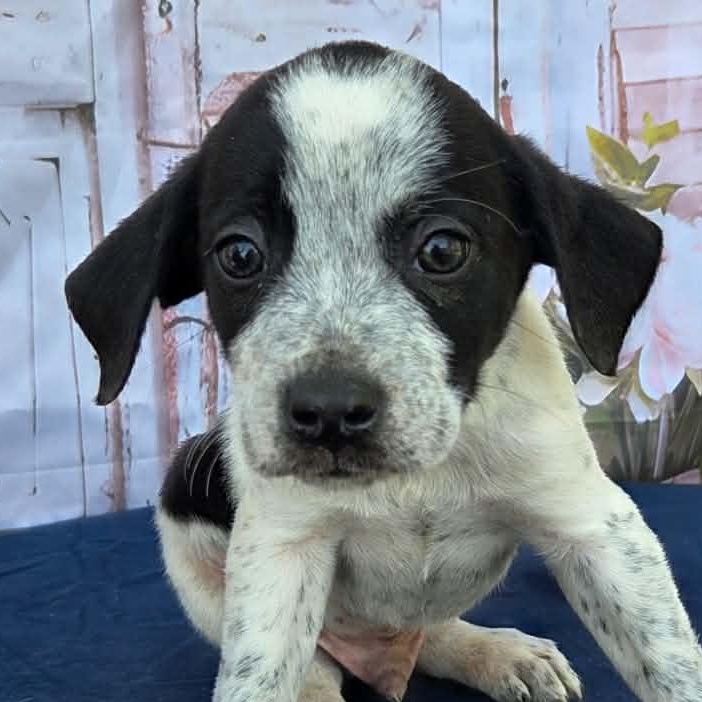 Dennis, ADOPTABLE, Puppy Male Australian Cattle Dog / Blue Heeler & Hound.