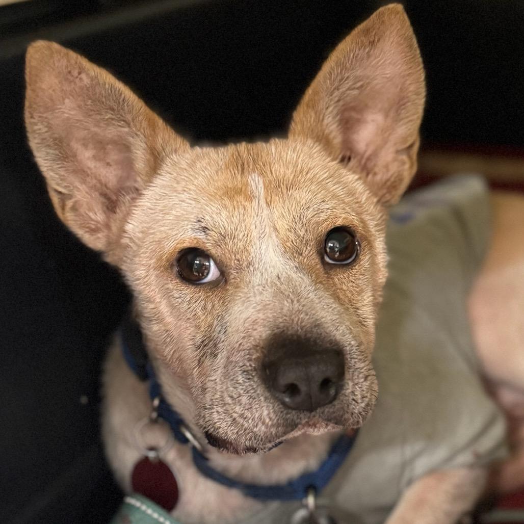 Joshi, Adoptable, Senior Male Mixed Breed.