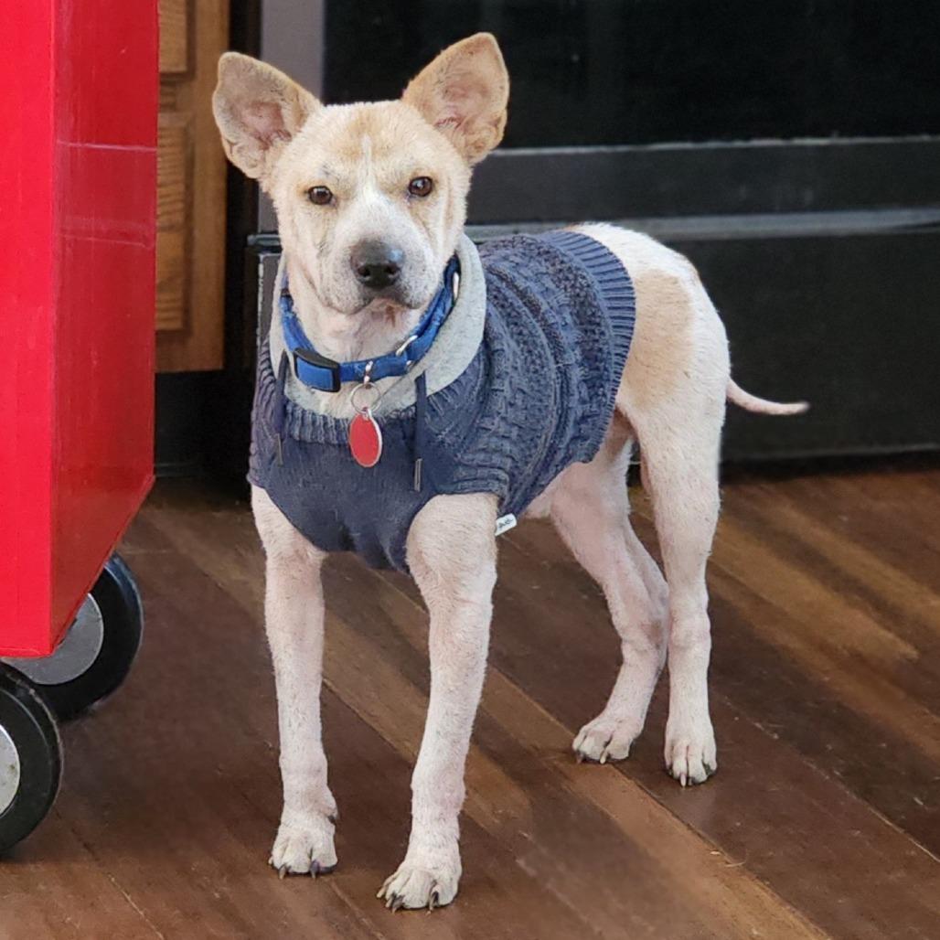 Joshi, a Adoptable Mixed Breed in Fredericksburg, VA image 2/3