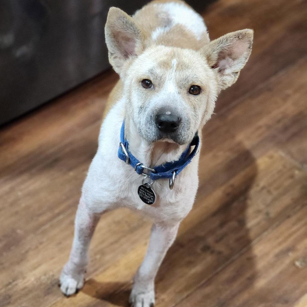 Joshi, a Adoptable Mixed Breed in Fredericksburg, VA image 3/3