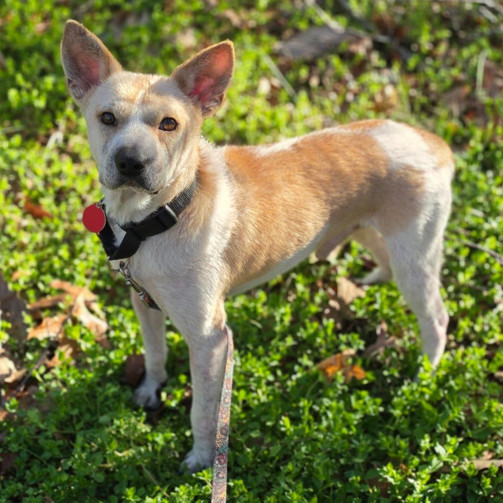 Enlarge Joshi, a Adoptable Mixed Breed in Fredericksburg, VA image 4/4
