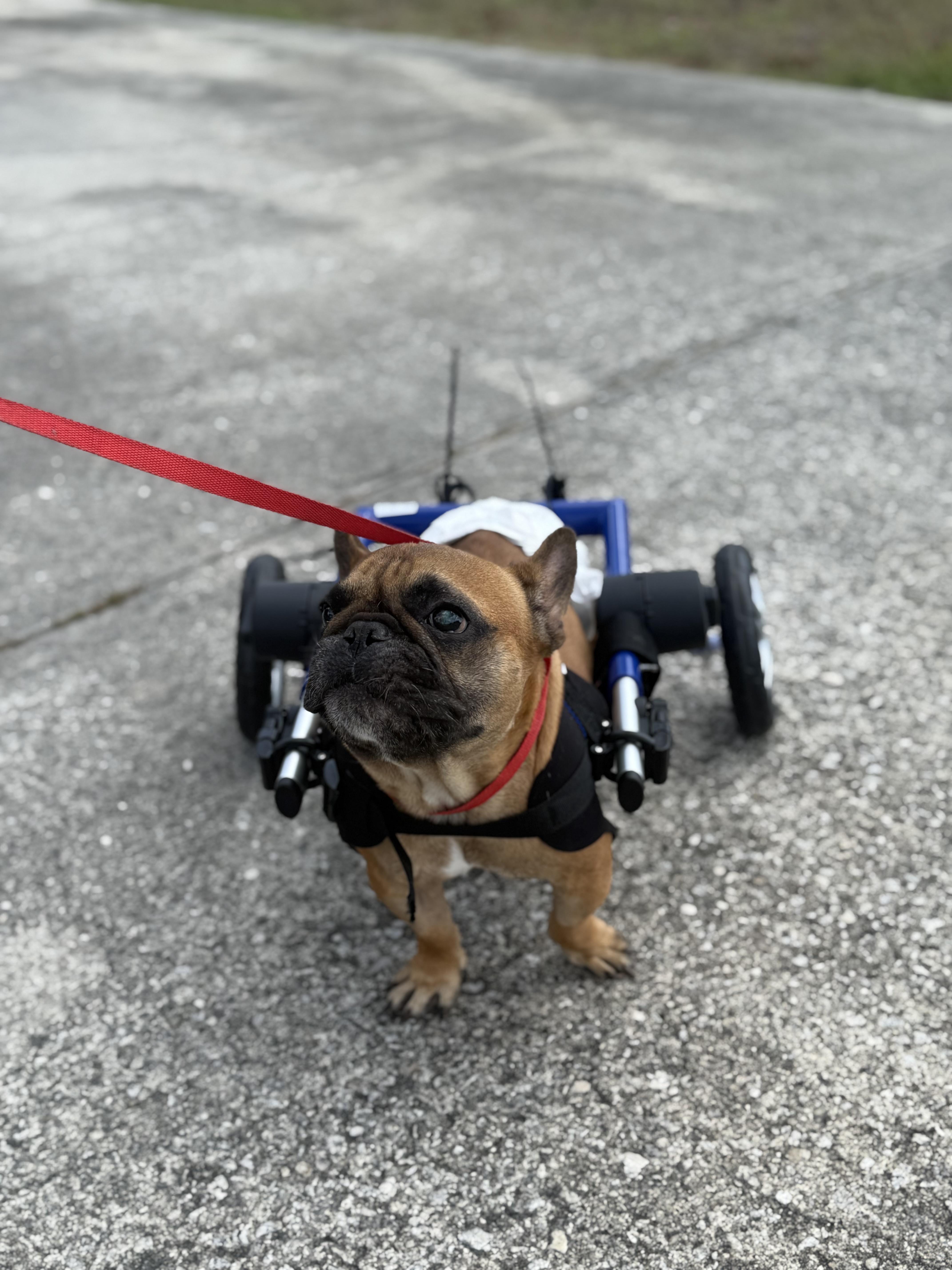 Enlarge Archie, an adoptable French Bulldog in DELTONA, FL image 1/6
