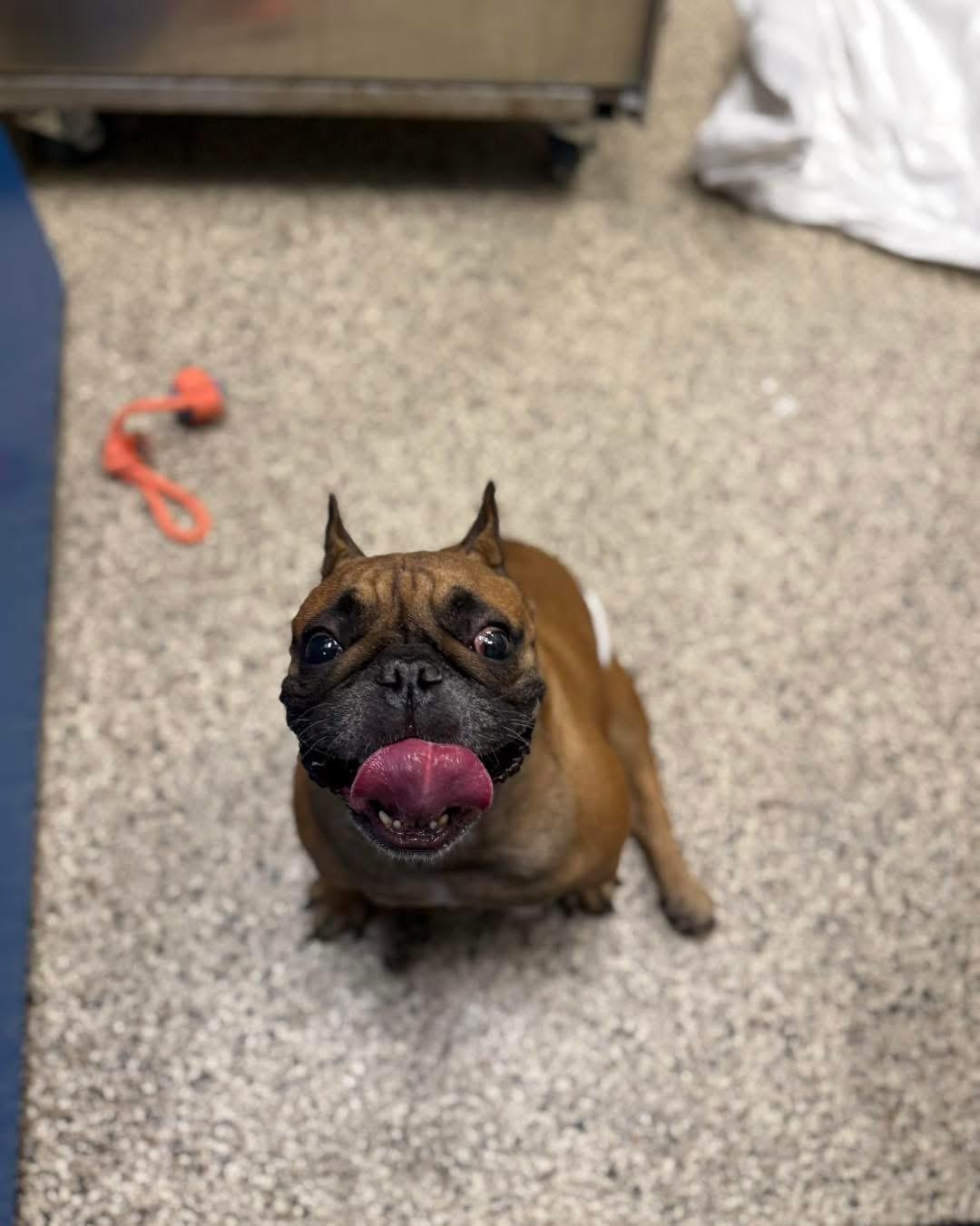 Enlarge Archie, an adoptable French Bulldog in DELTONA, FL image 2/6